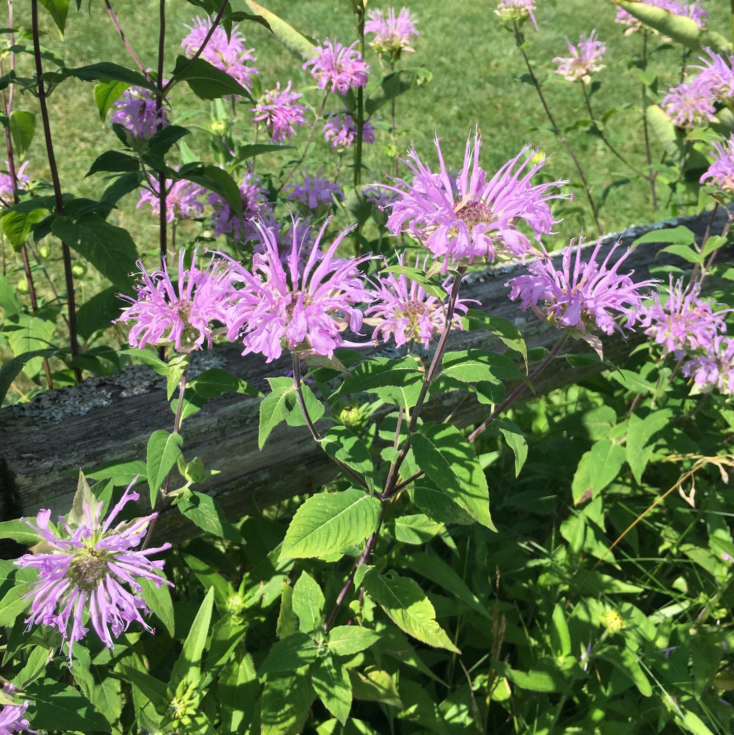 Monarda fistulosa