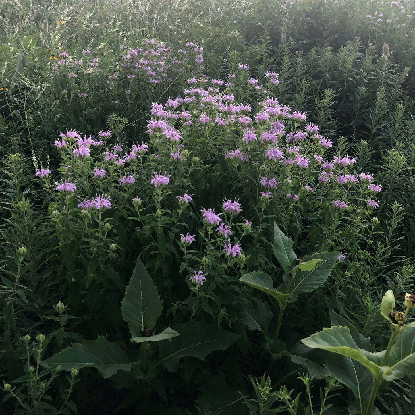 Monarda fistulosa