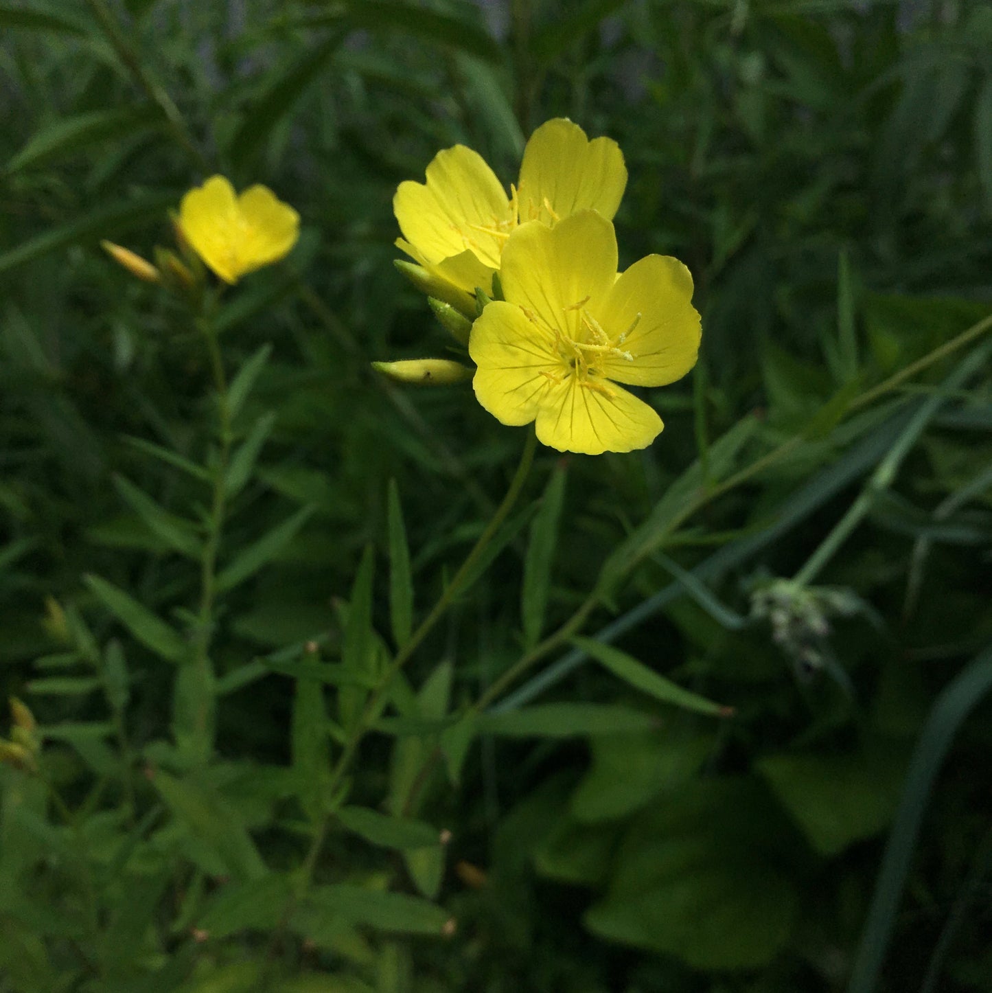 Oenothera fruticosa