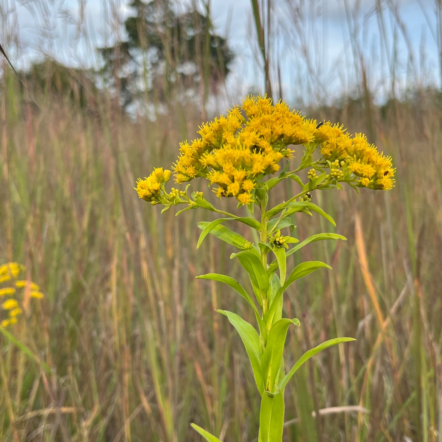 Solidago riddellii