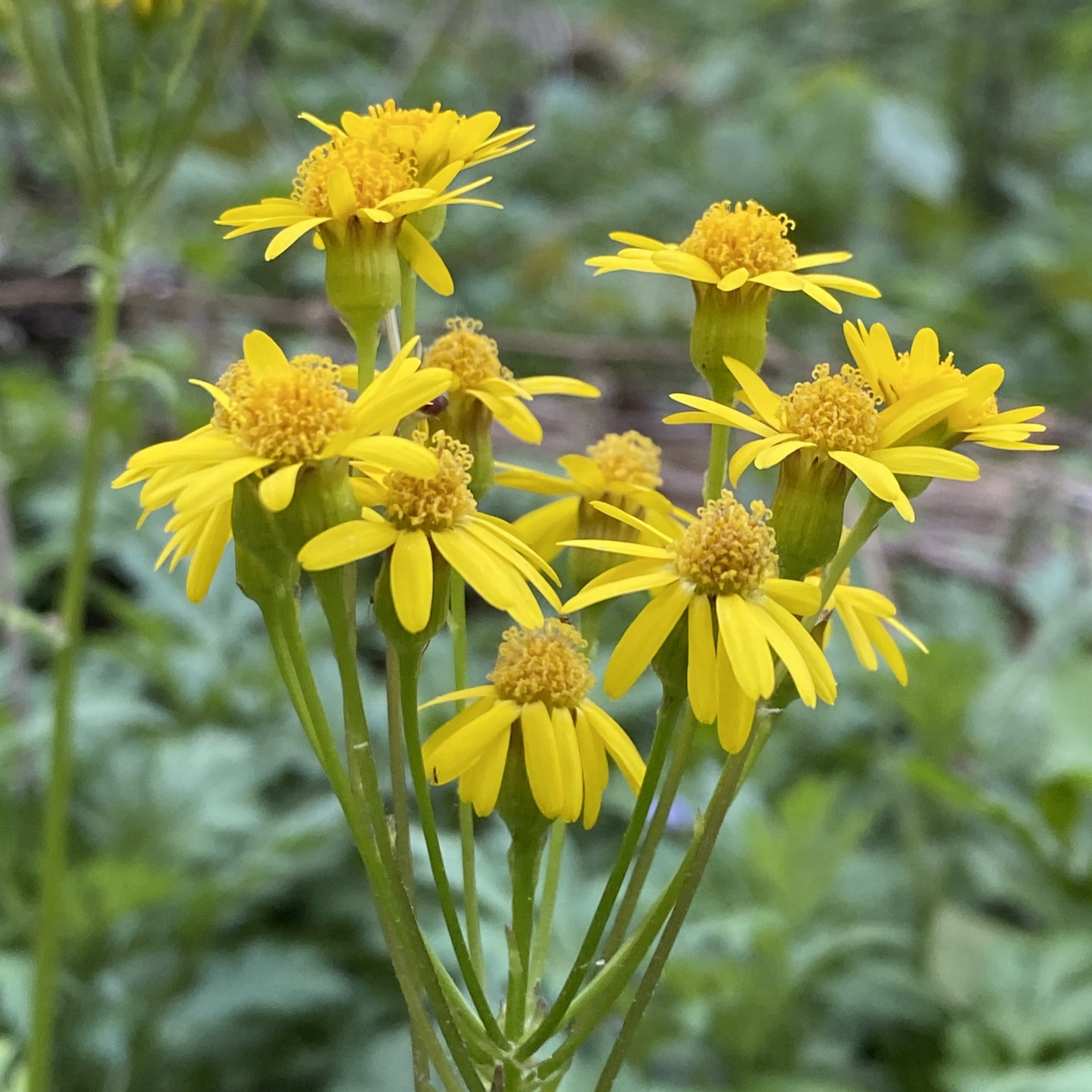 Packera obovata