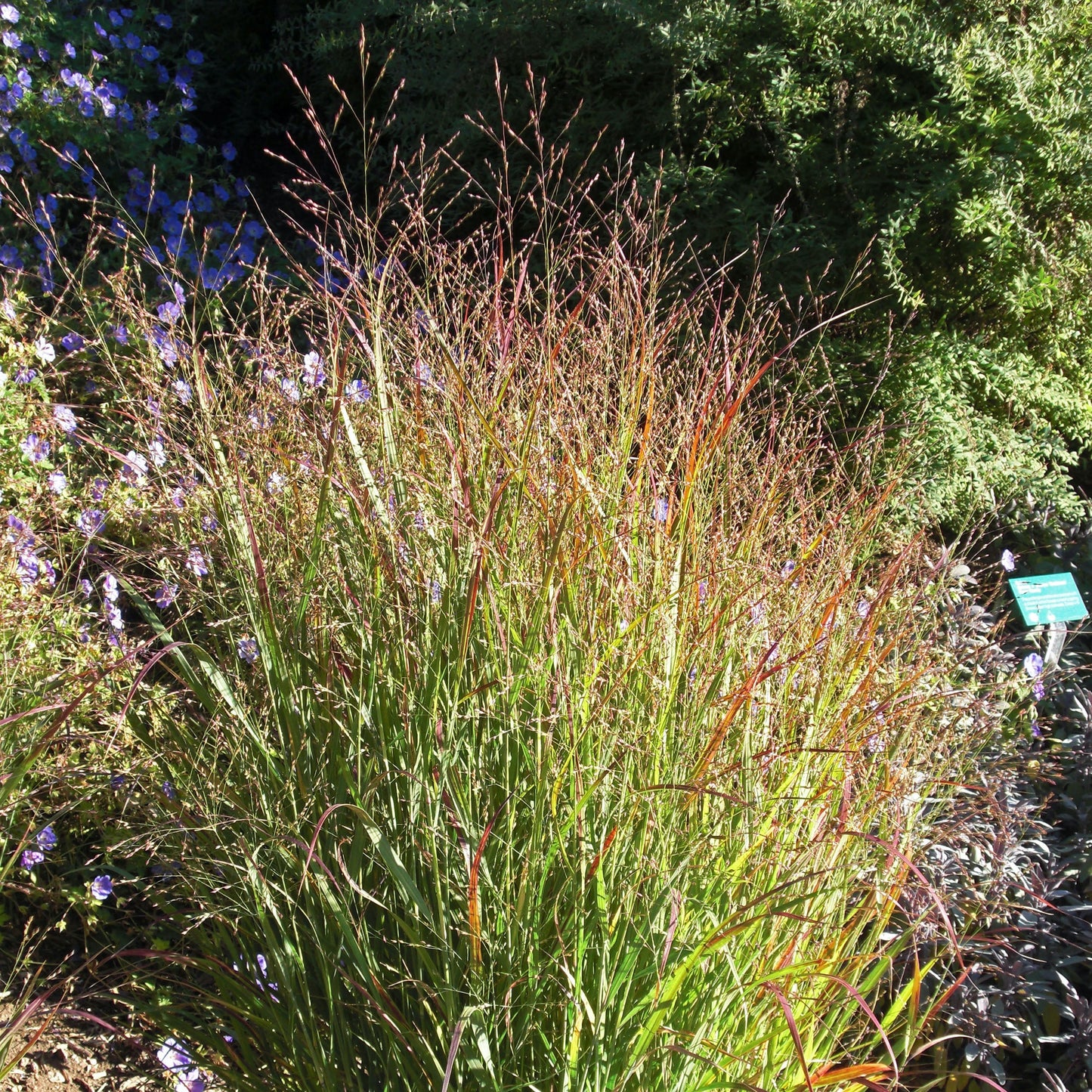 Panicum virgatum