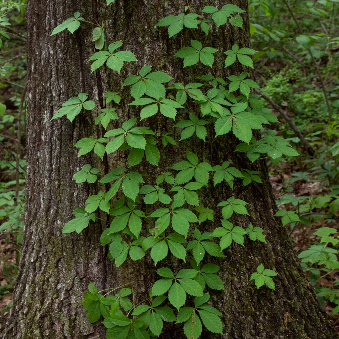 Parthenocissus quinquefolia
