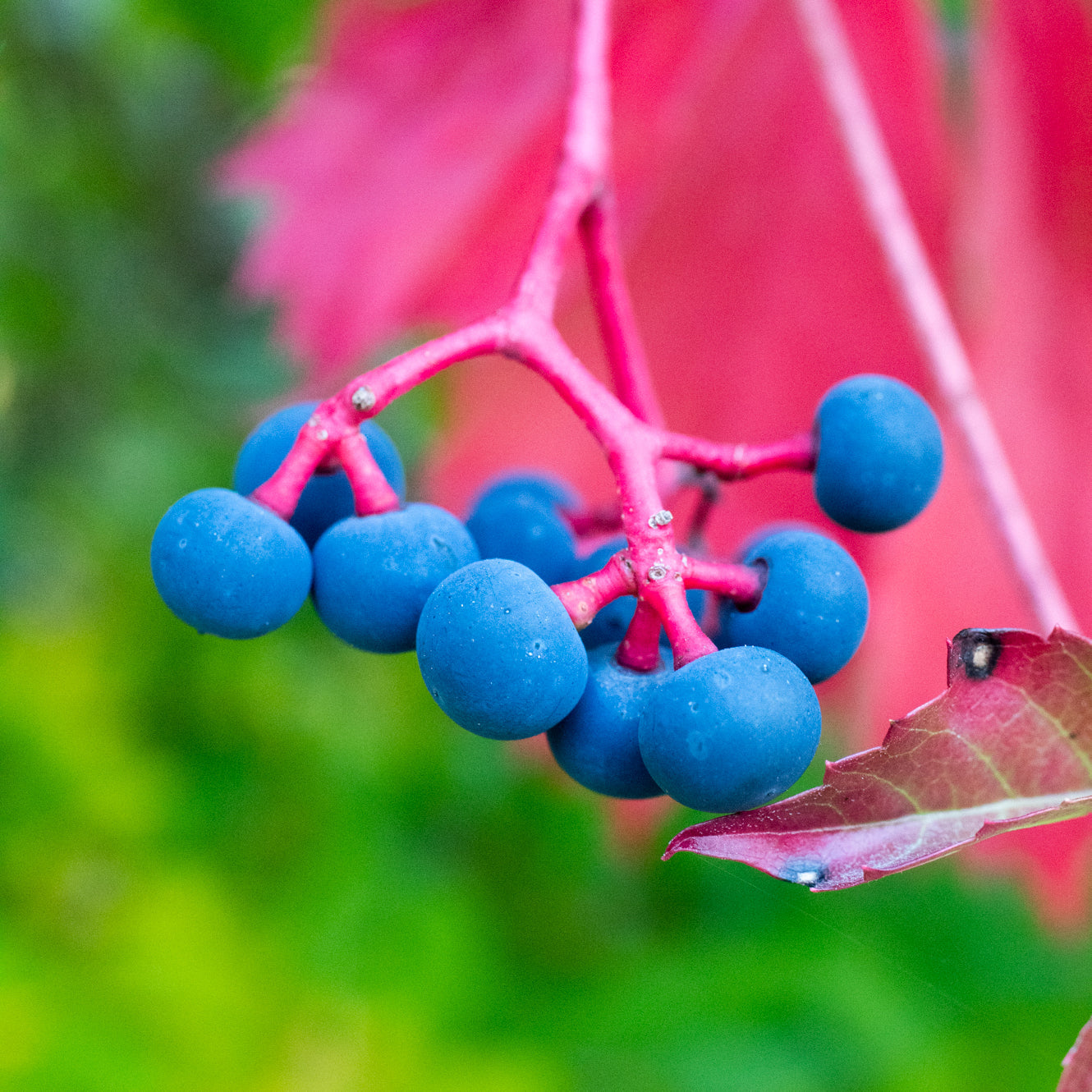 Parthenocissus quinquefolia
