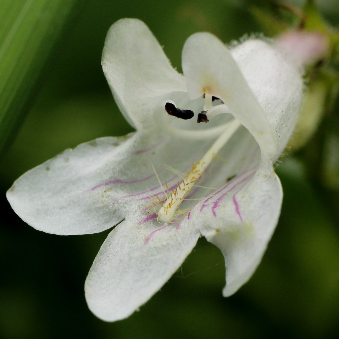 Penstemon digitalis