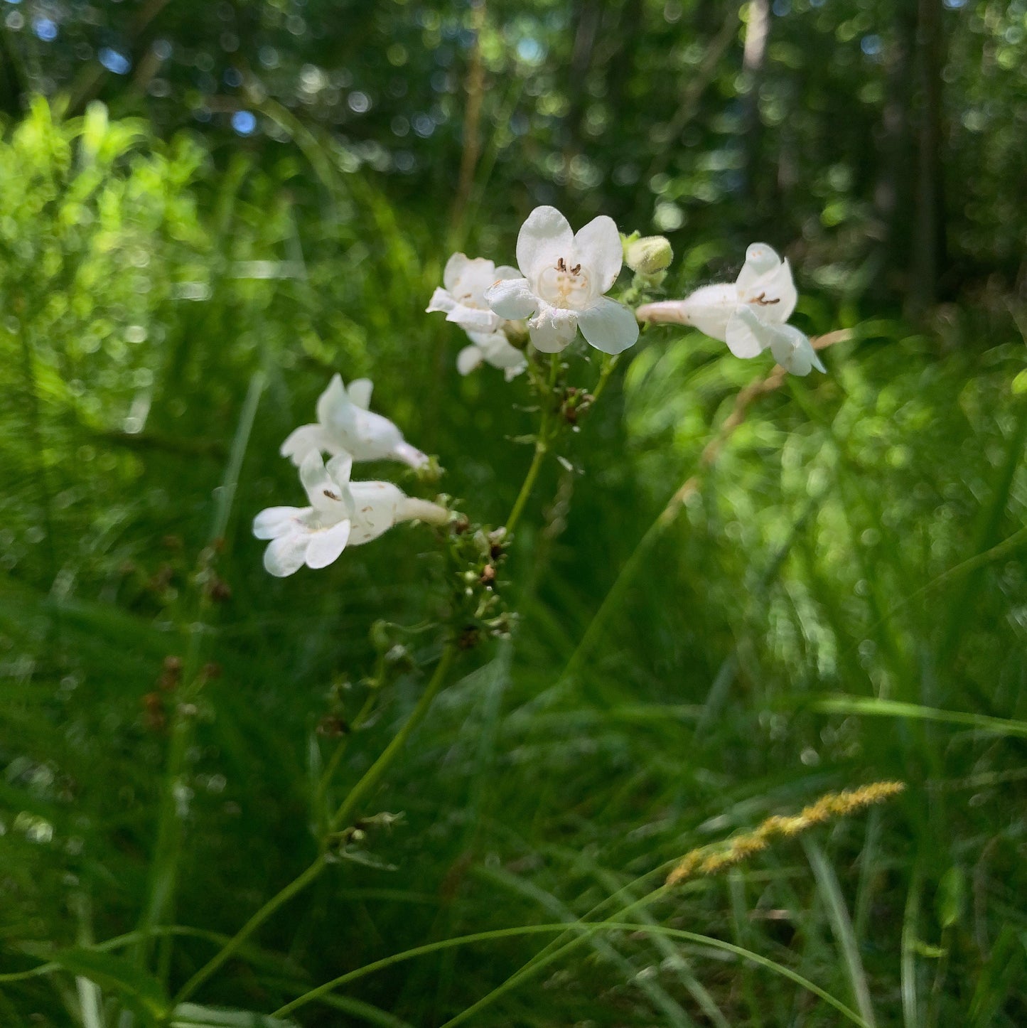 Penstemon digitalis