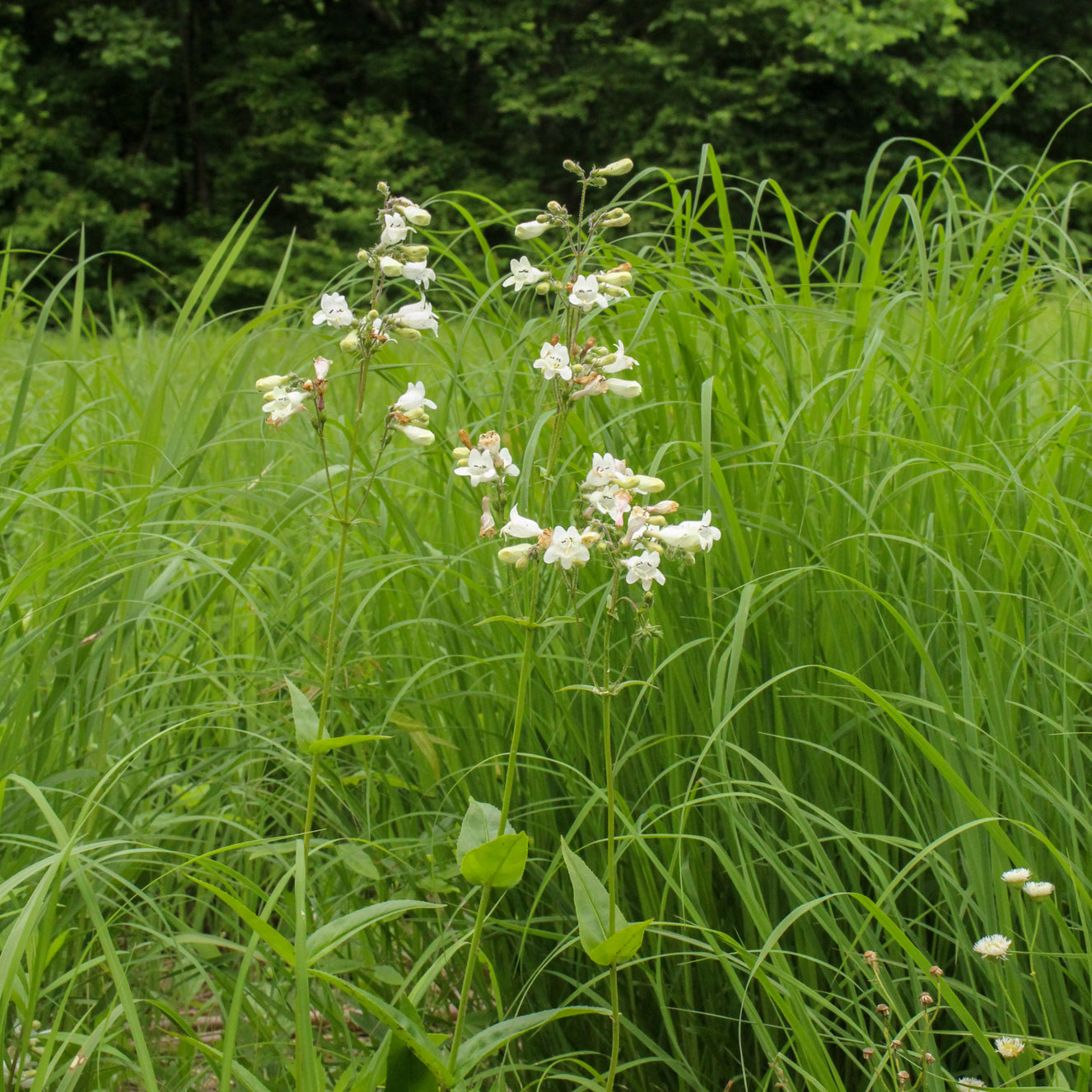 Penstemon digitalis