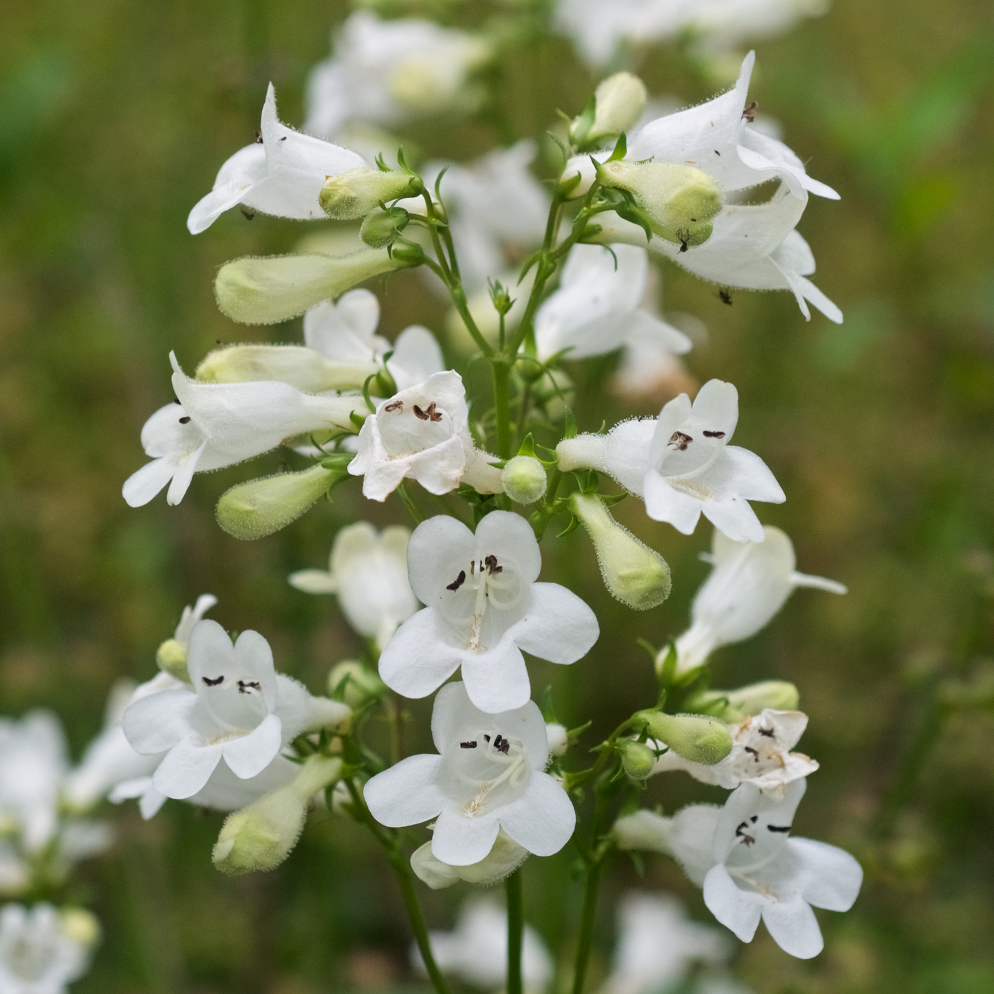 Penstemon digitalis