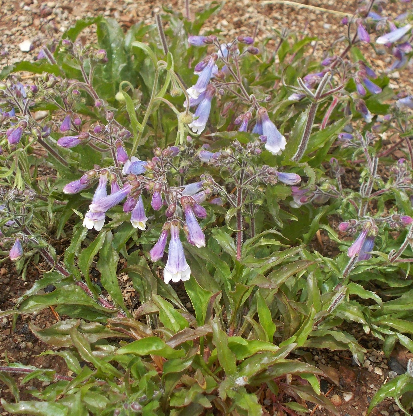 Penstemon hirsutus