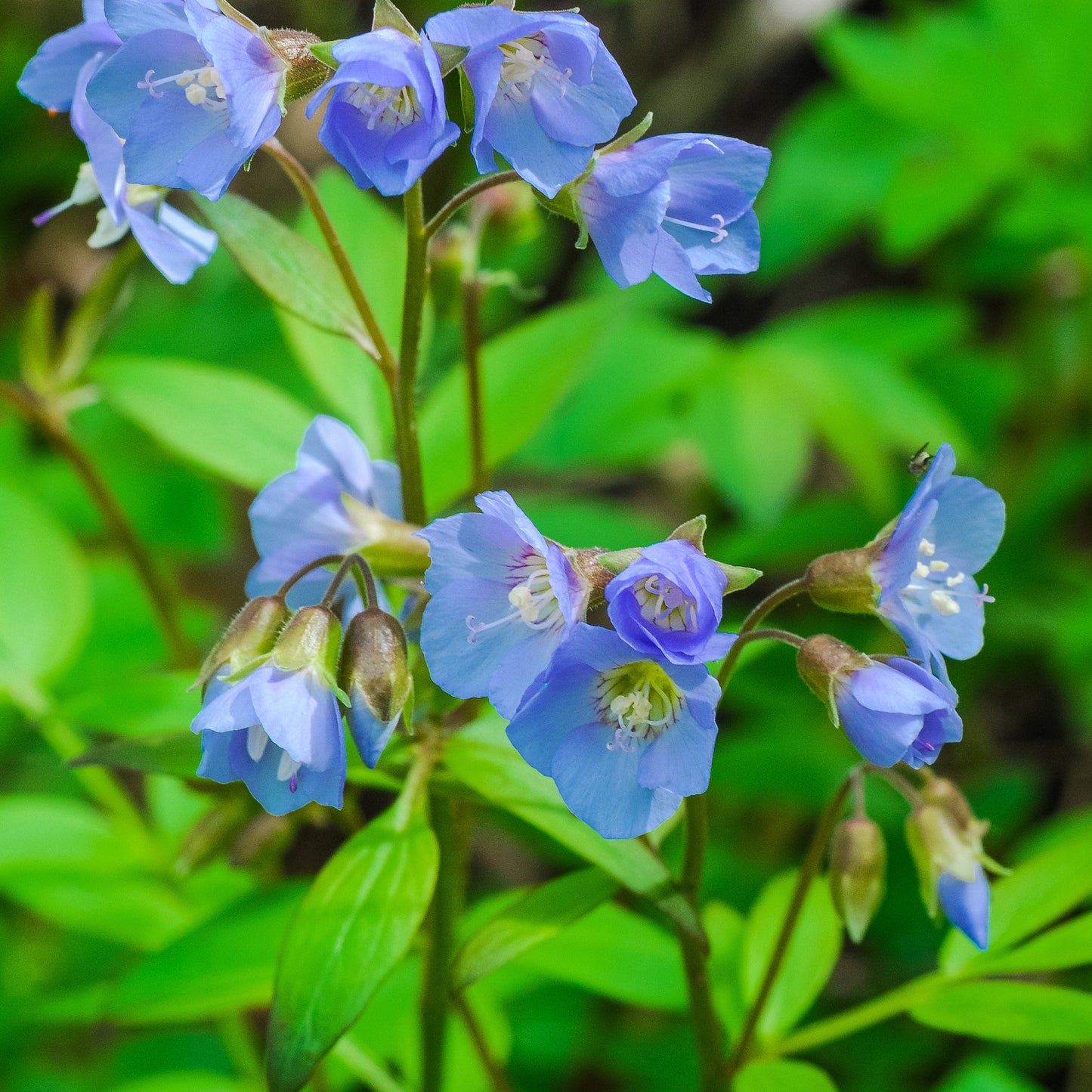 Polemonium reptans