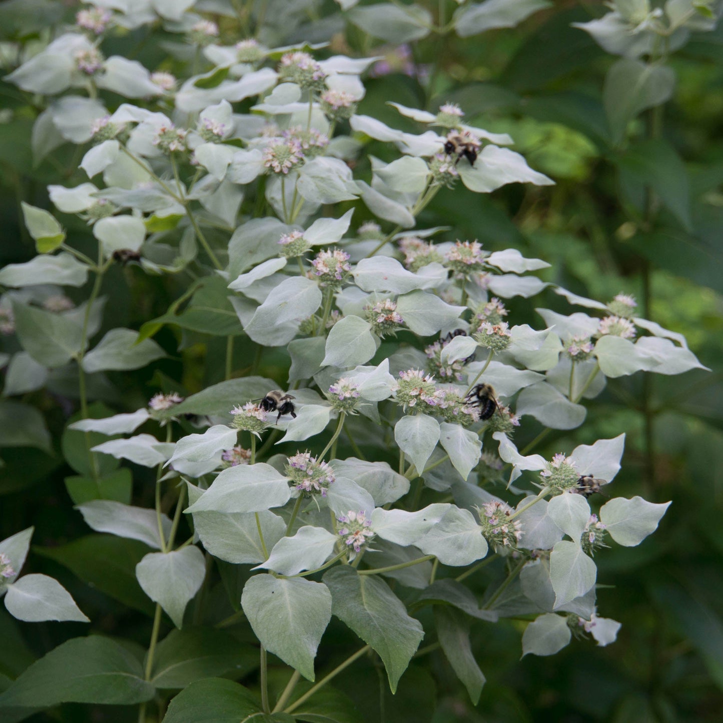 Pycnanthemum muticum