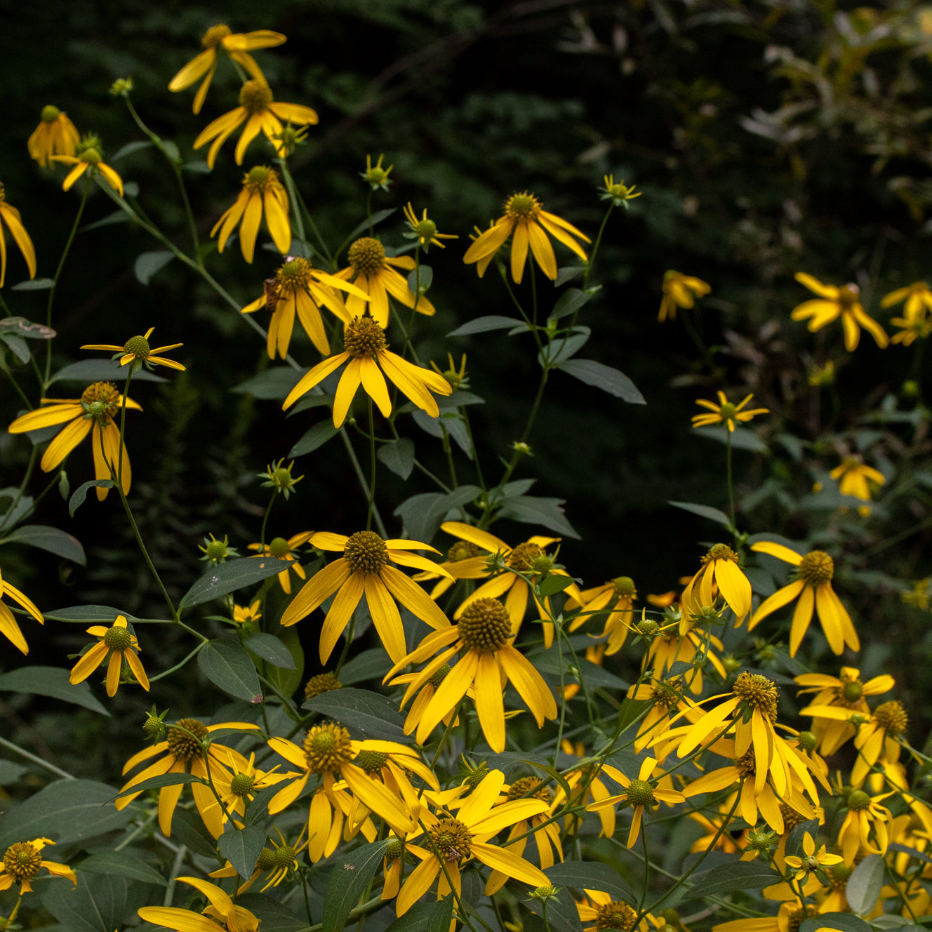 Rudbeckia laciniata