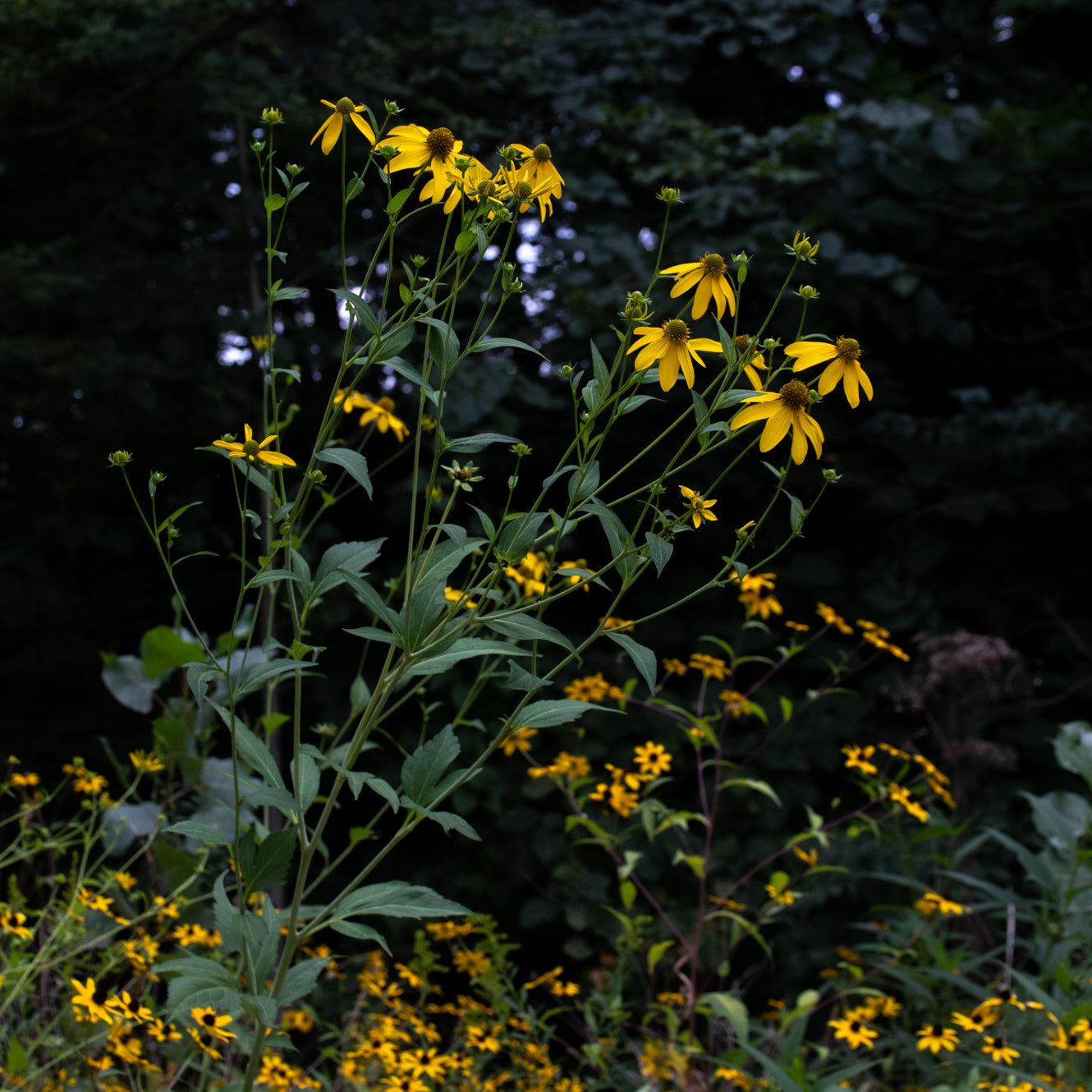 Rudbeckia laciniata