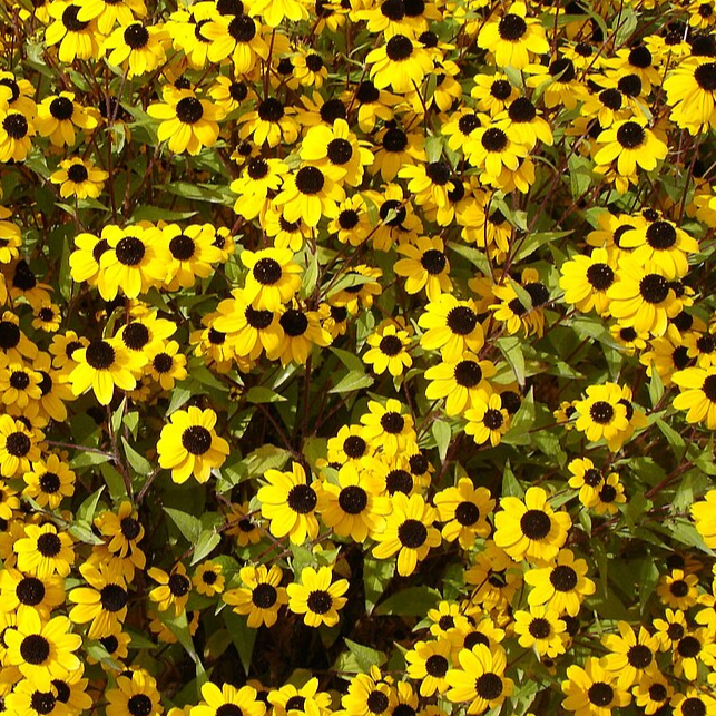 Rudbeckia triloba