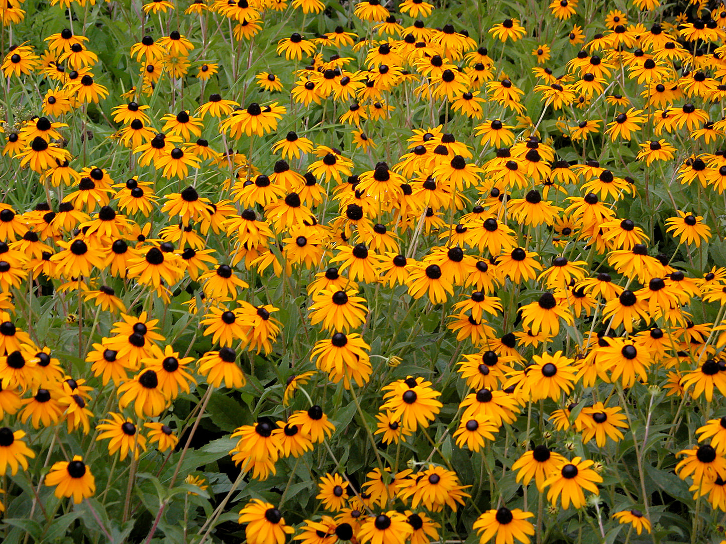 Rudbeckia fulgida