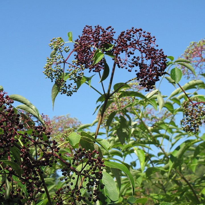 Sambucus canadensis