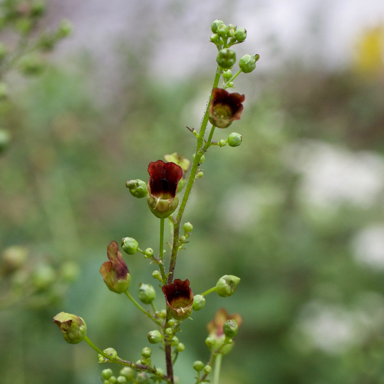 Scrophularia marilandica