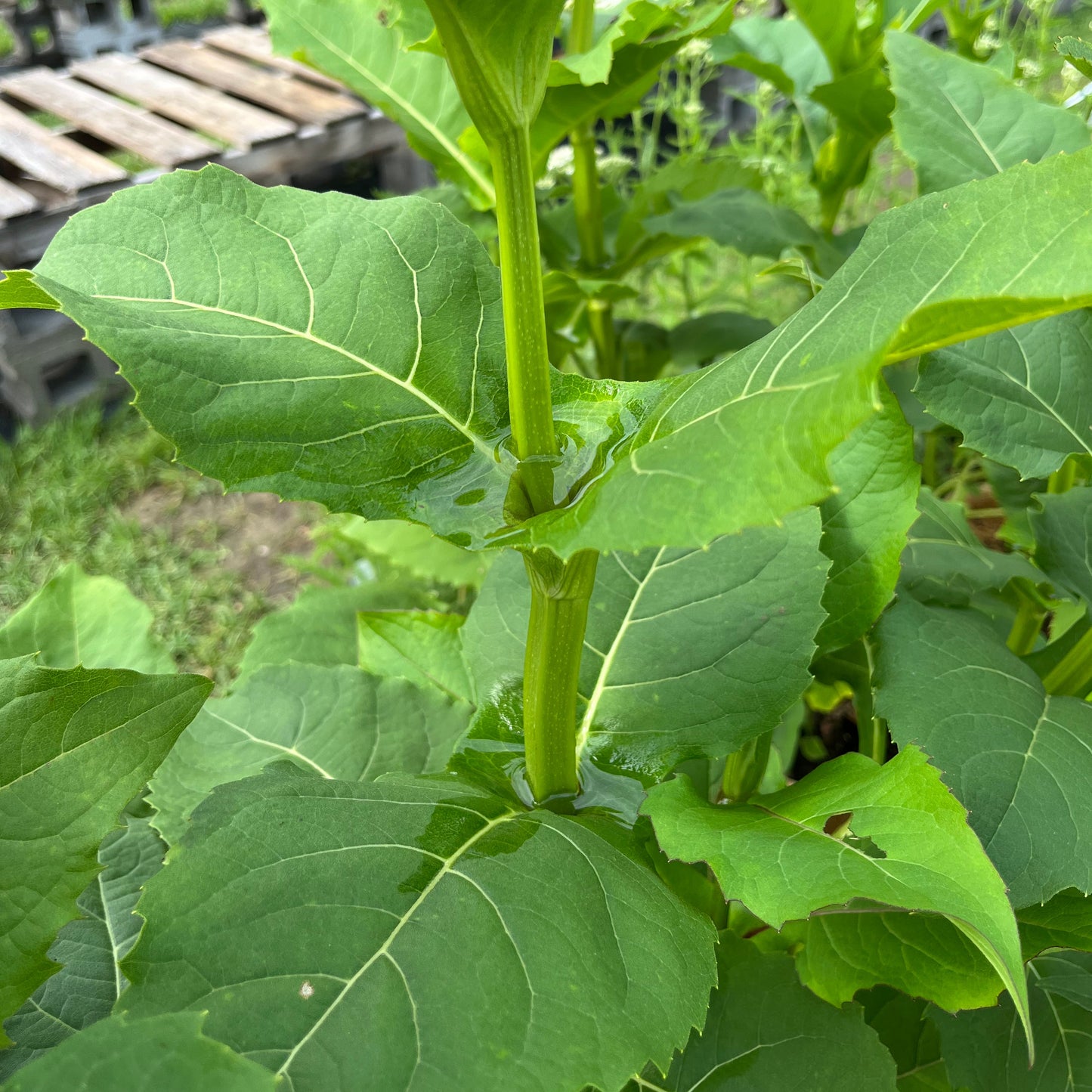 Silphium perfoliatum