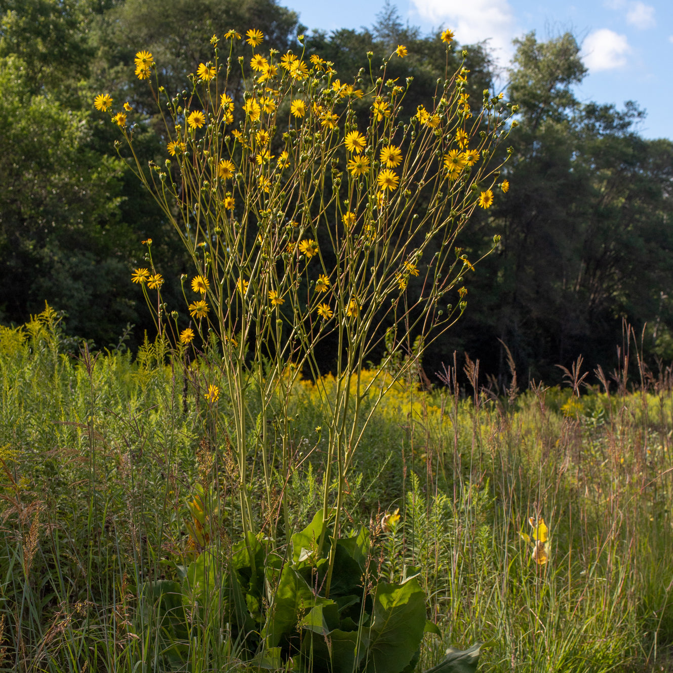 Silphium terebinthinaceum
