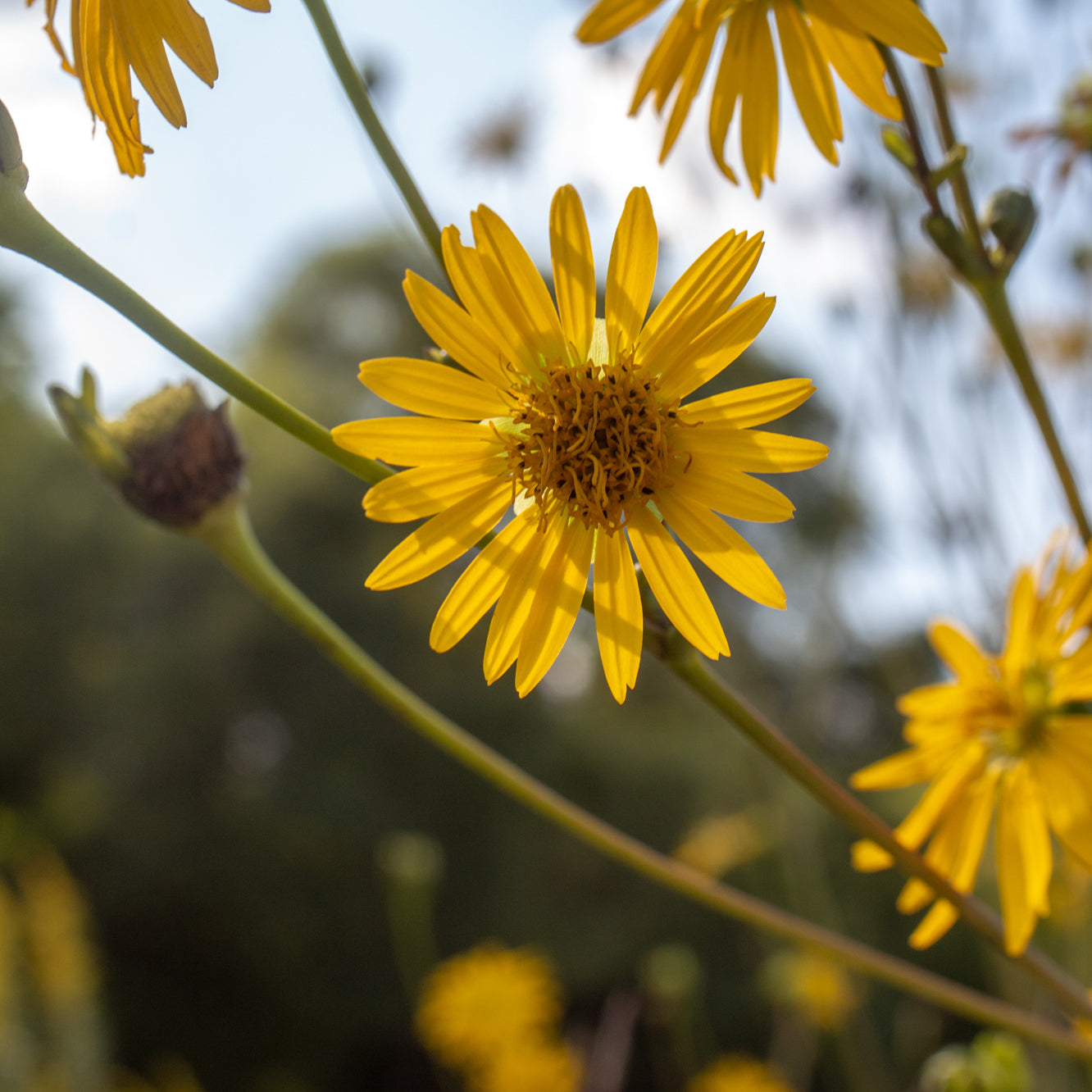 Silphium terebinthinaceum