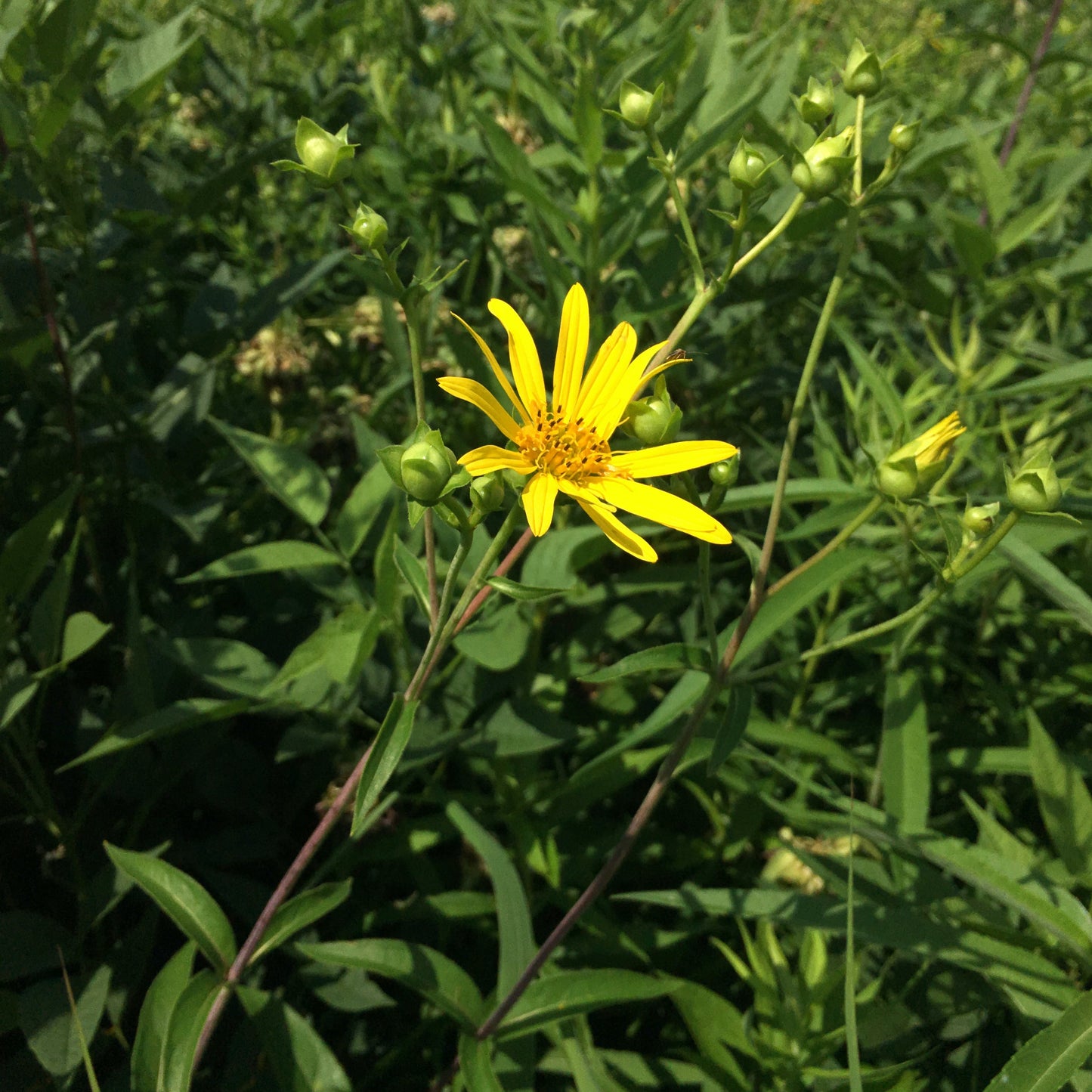 Silphium trifoliatum