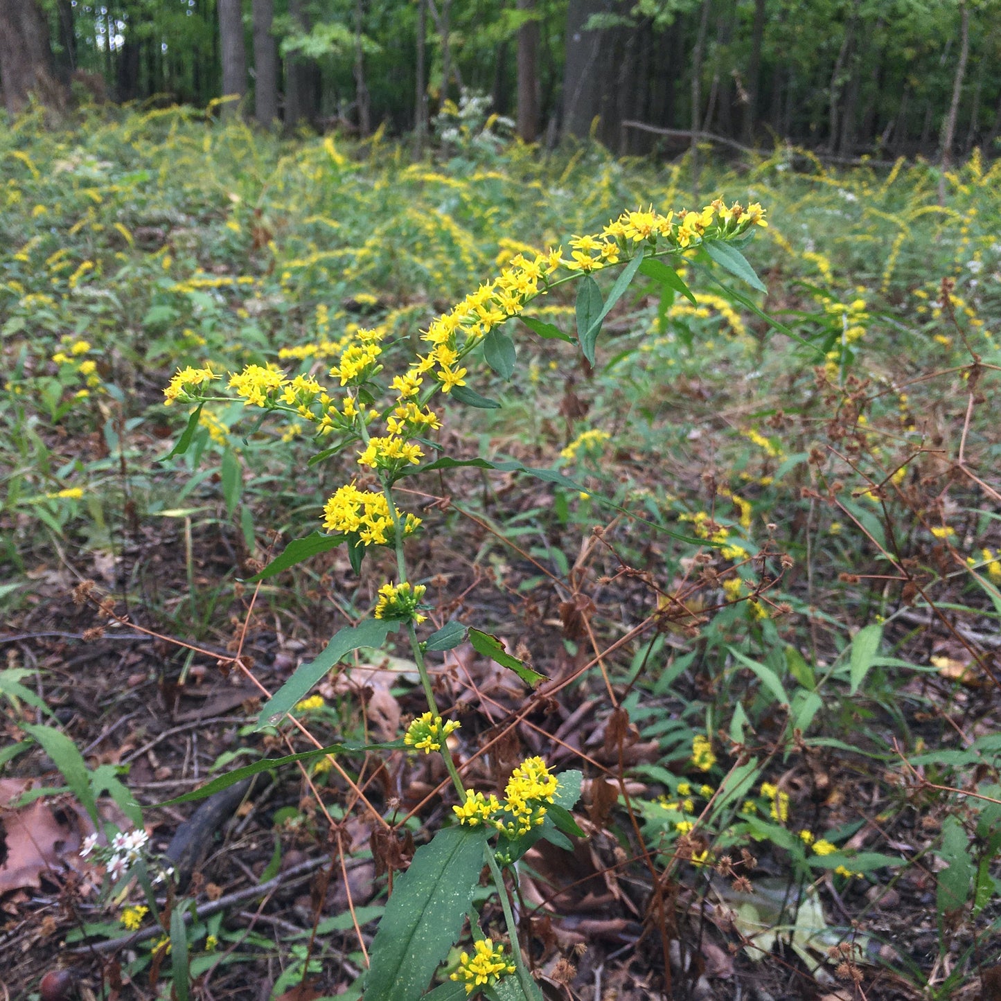 Solidago caesia