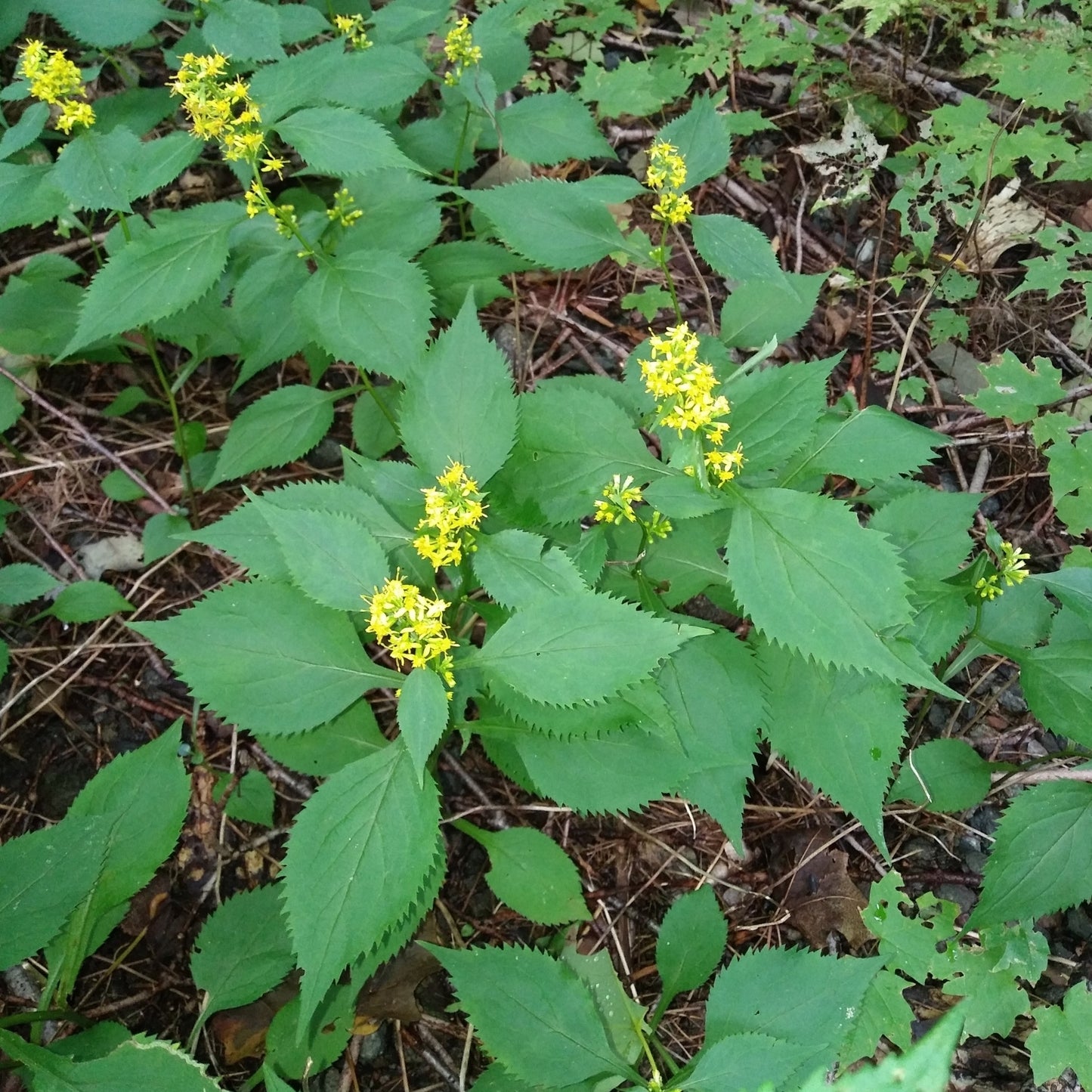 Solidago flexicaulis