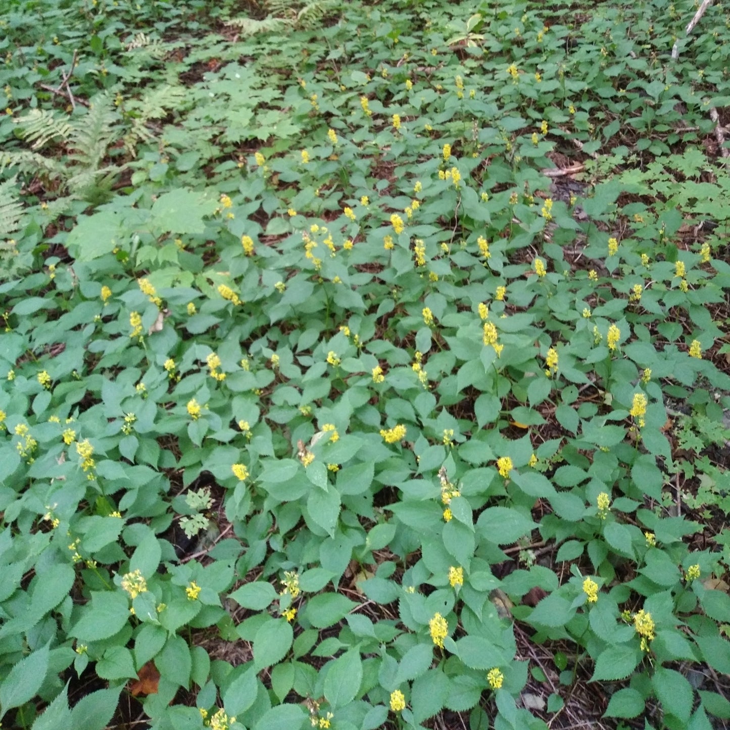 Solidago flexicaulis