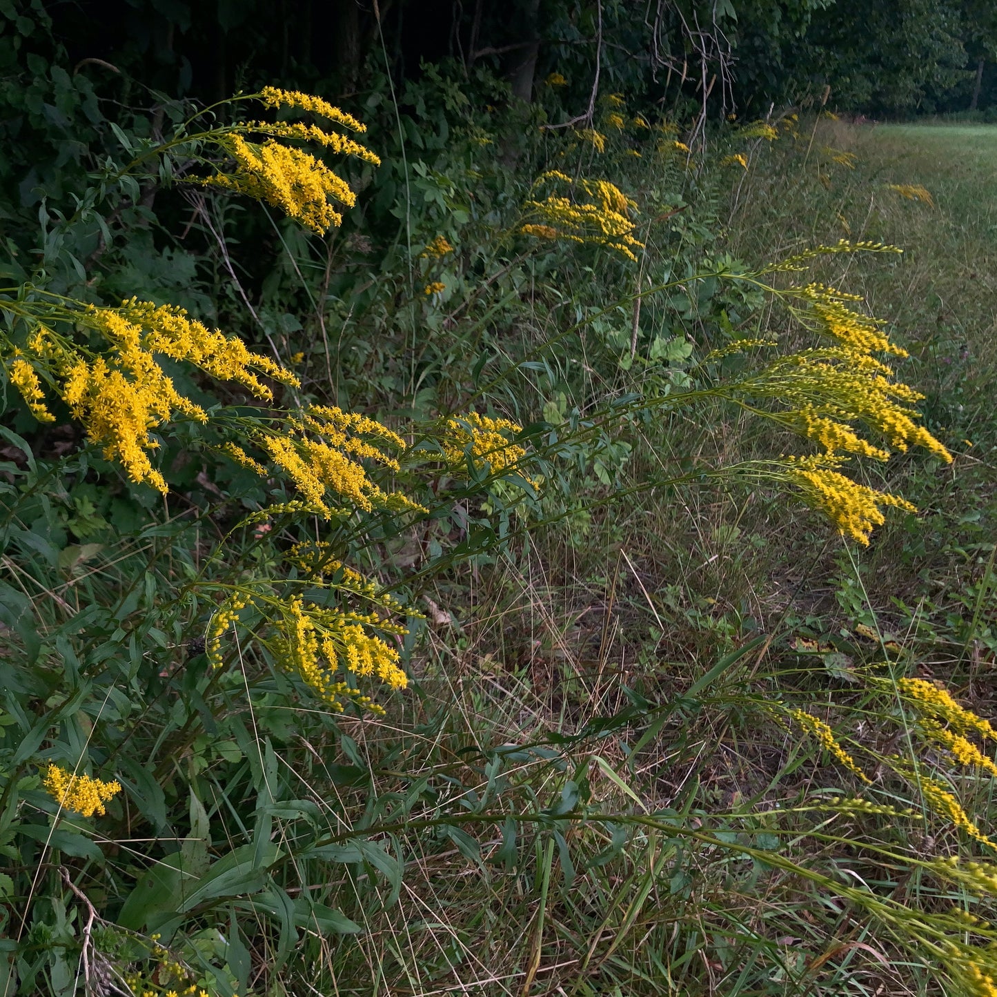 Solidago juncea