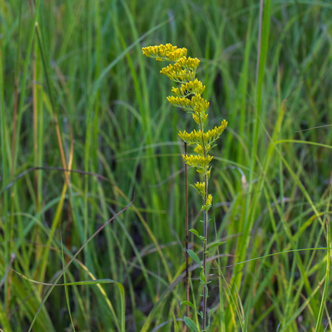 Solidago nemoralis
