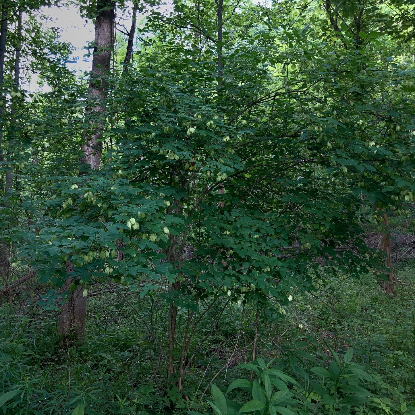 Staphylea trifolia