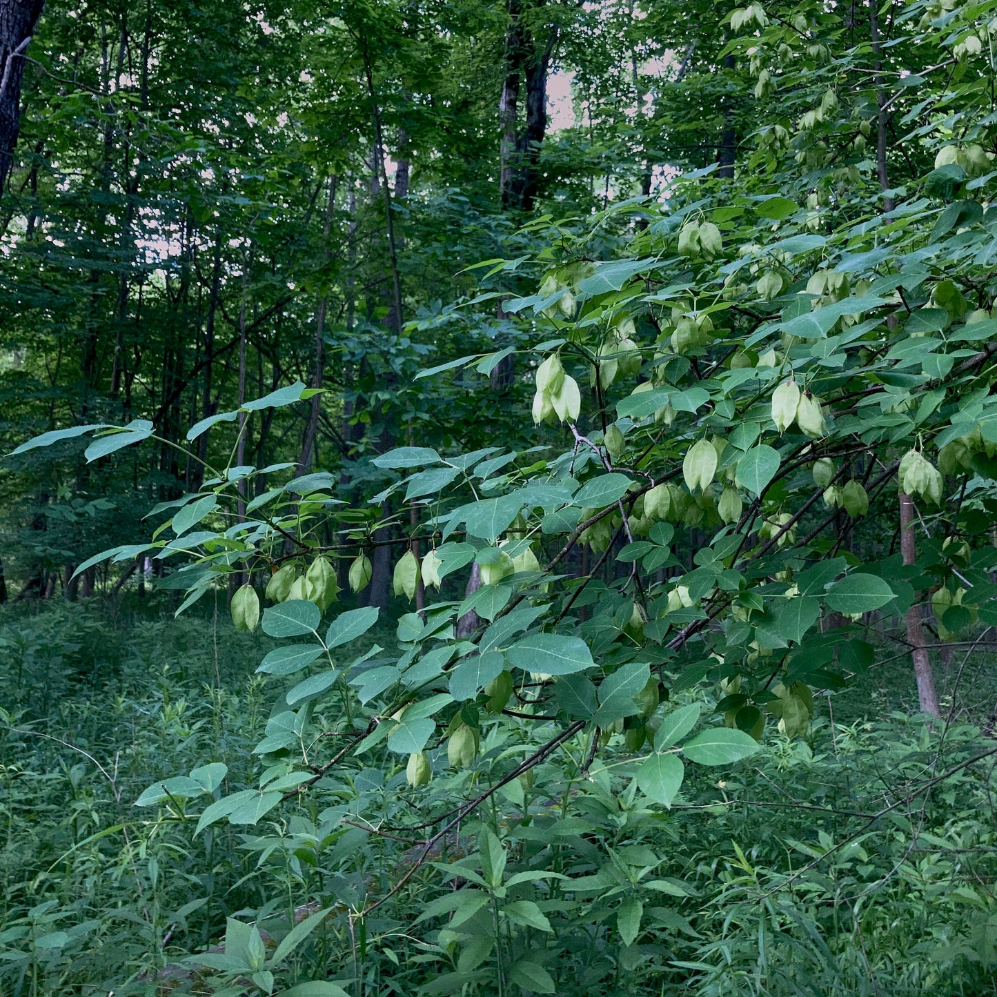 Staphylea trifolia