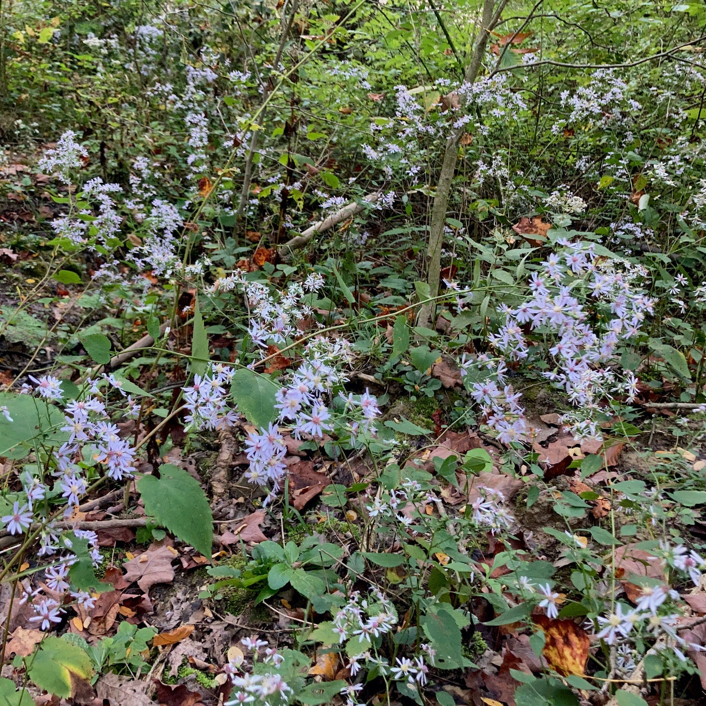 Symphyotrichum cordifolium