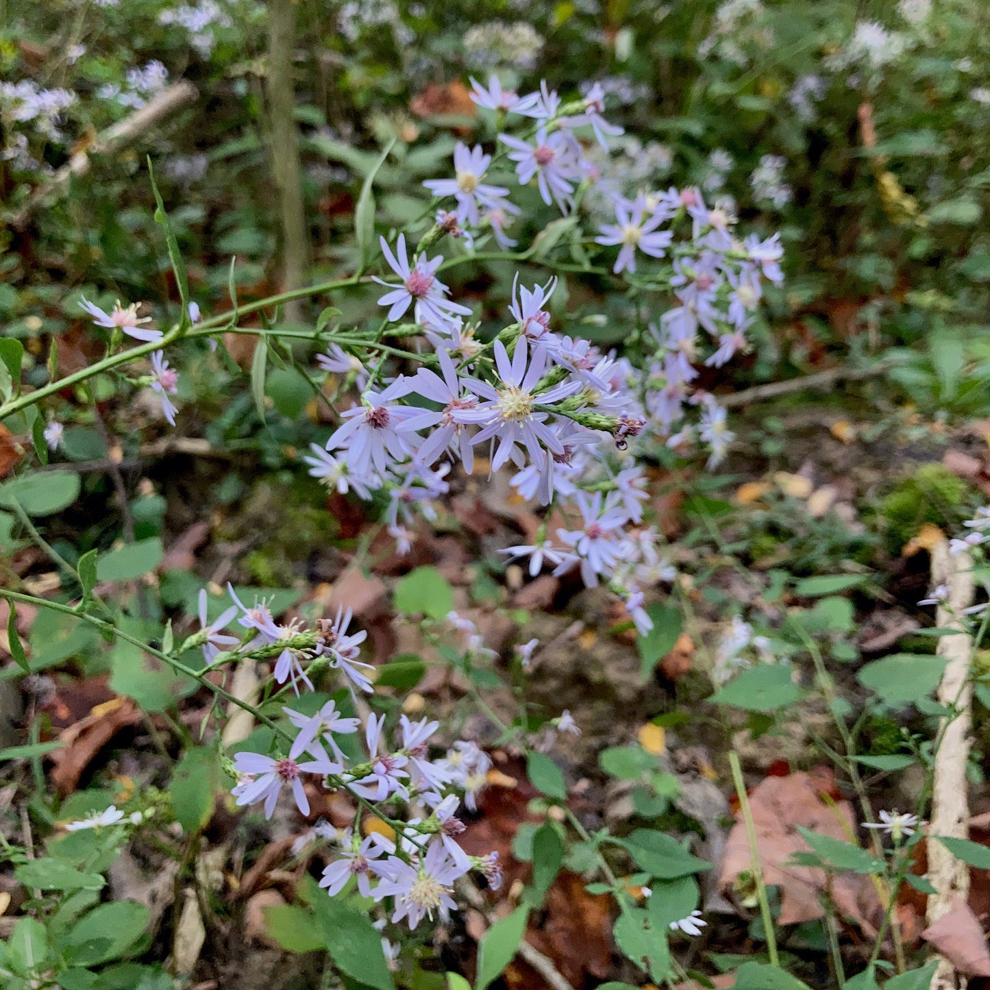 Symphyotrichum cordifolium