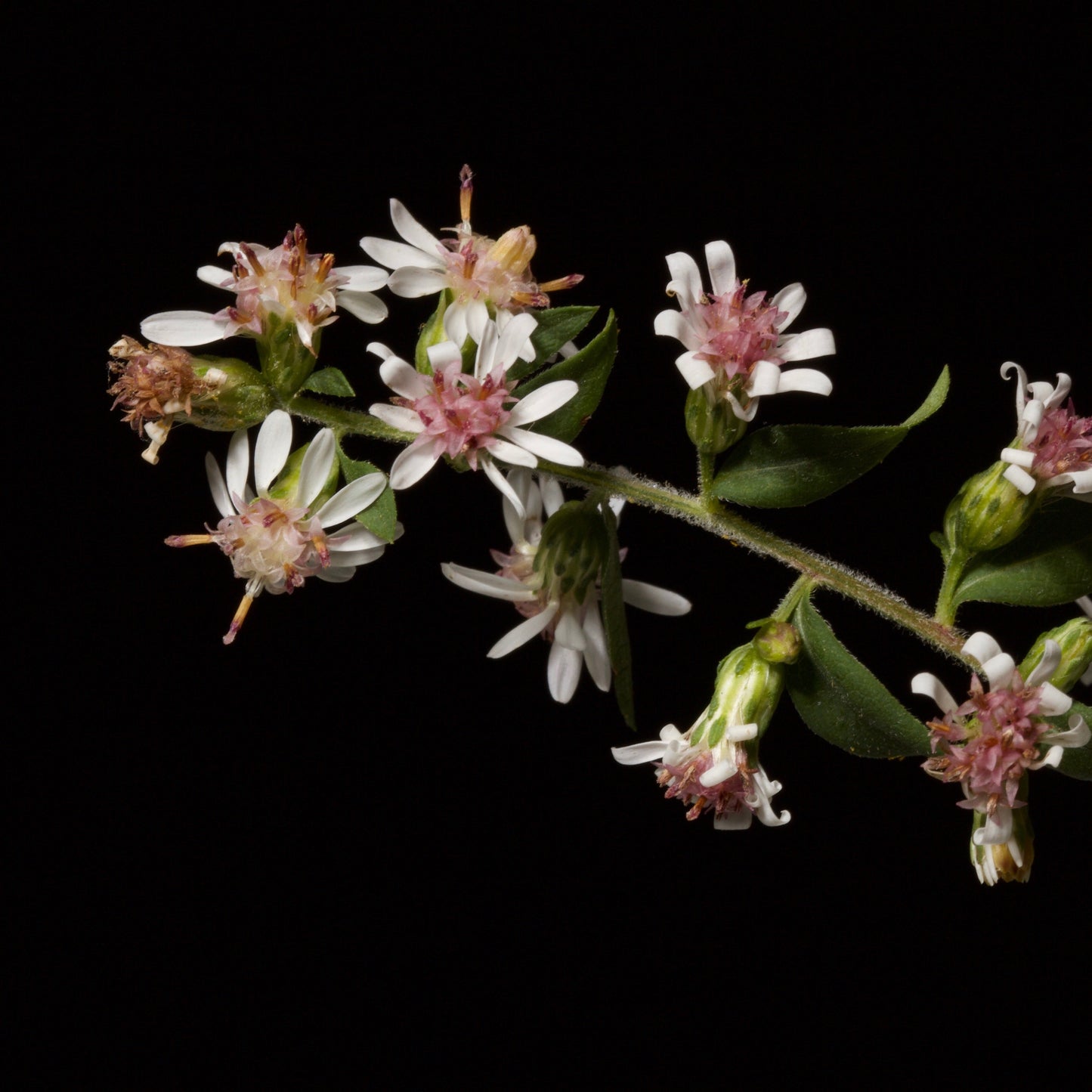 Symphyotrichum lateriflorum