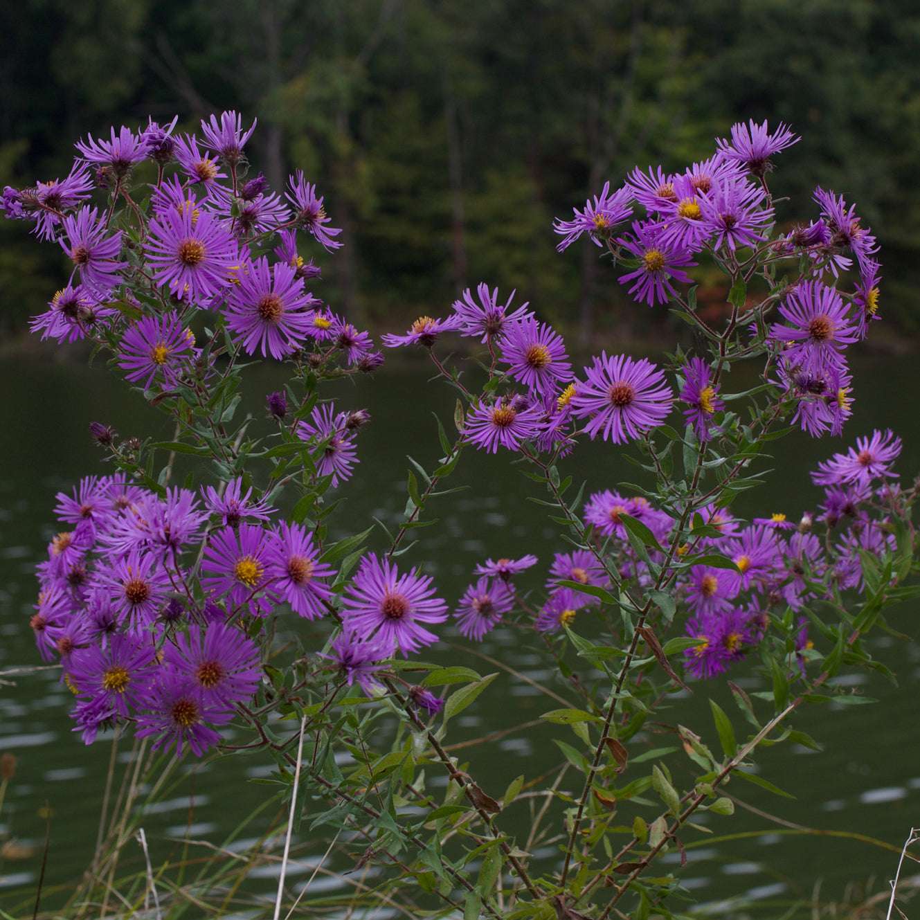Symphyotrichum novae-angliae