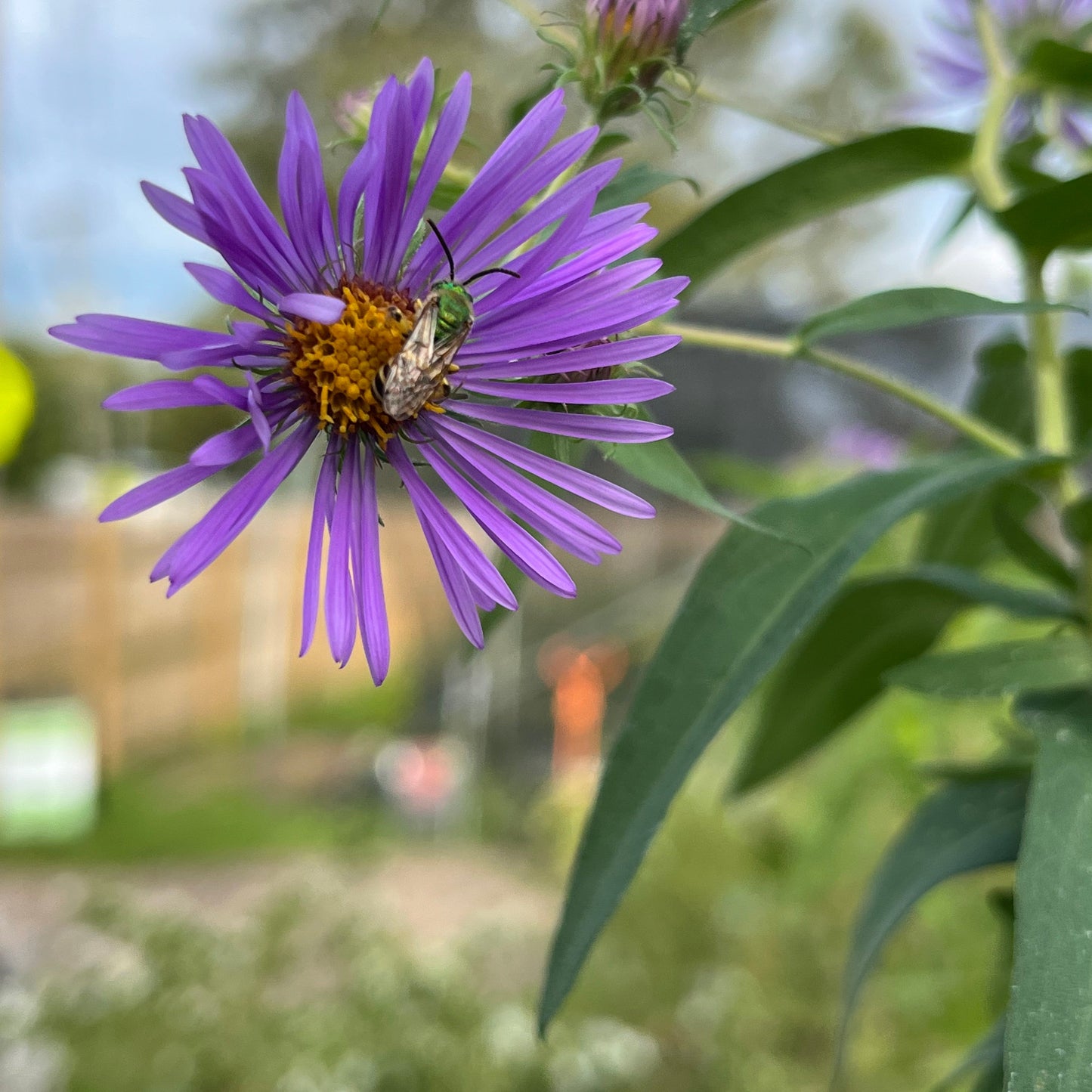 Symphyotrichum novae-angliae