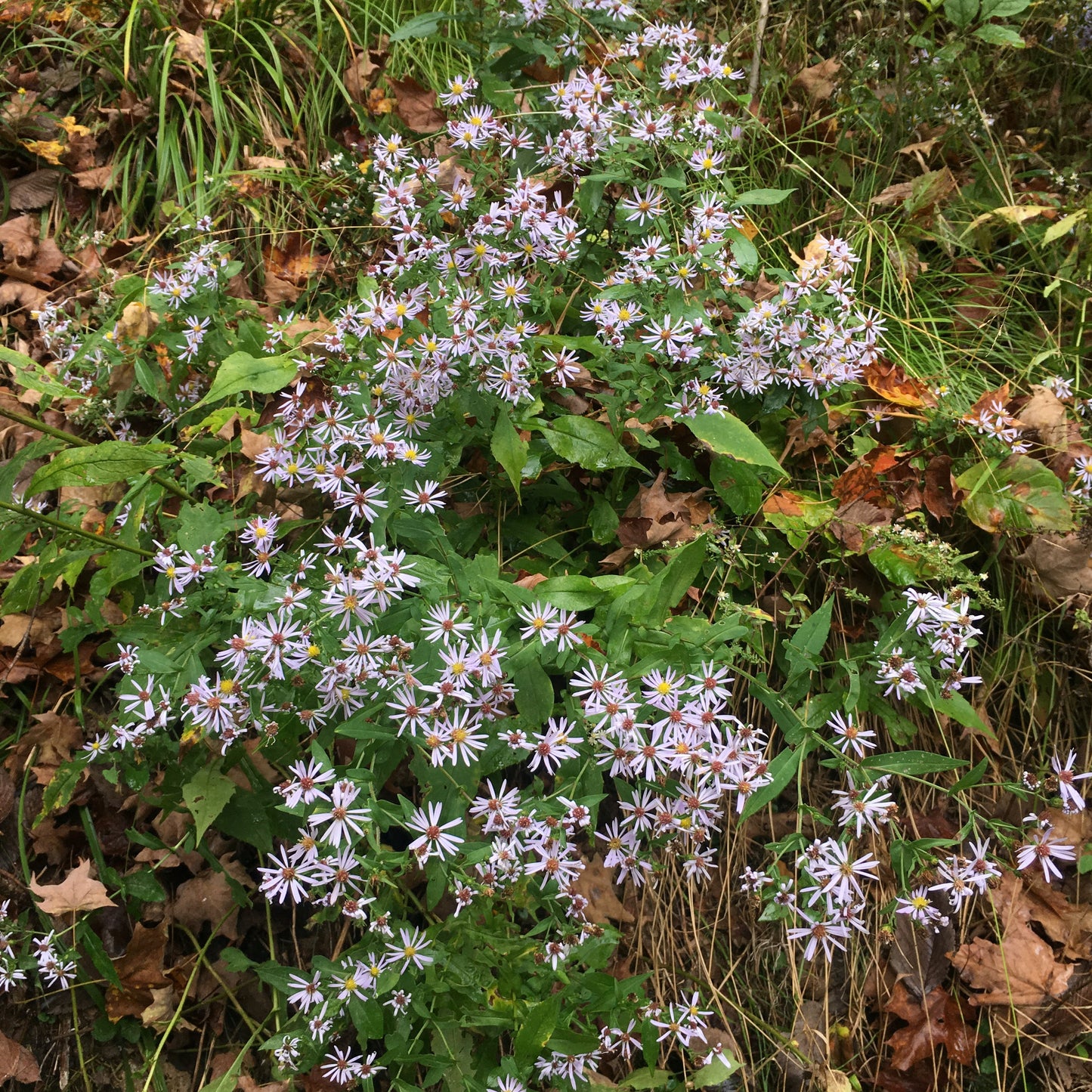 Symphyotrichum prenanthoides