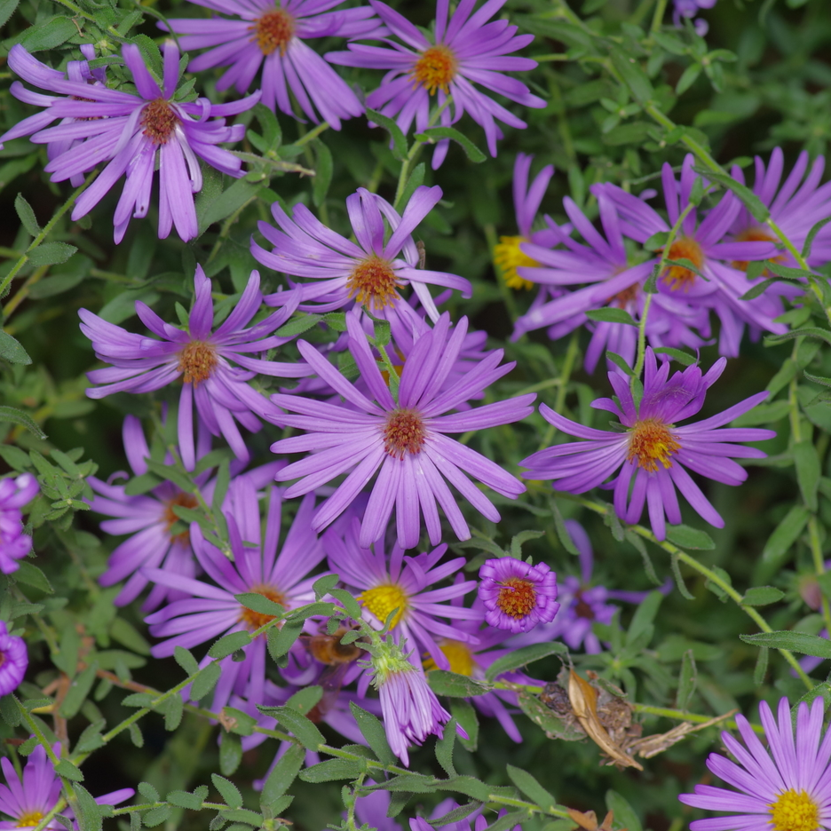 Symphyotrichum oblongifolium
