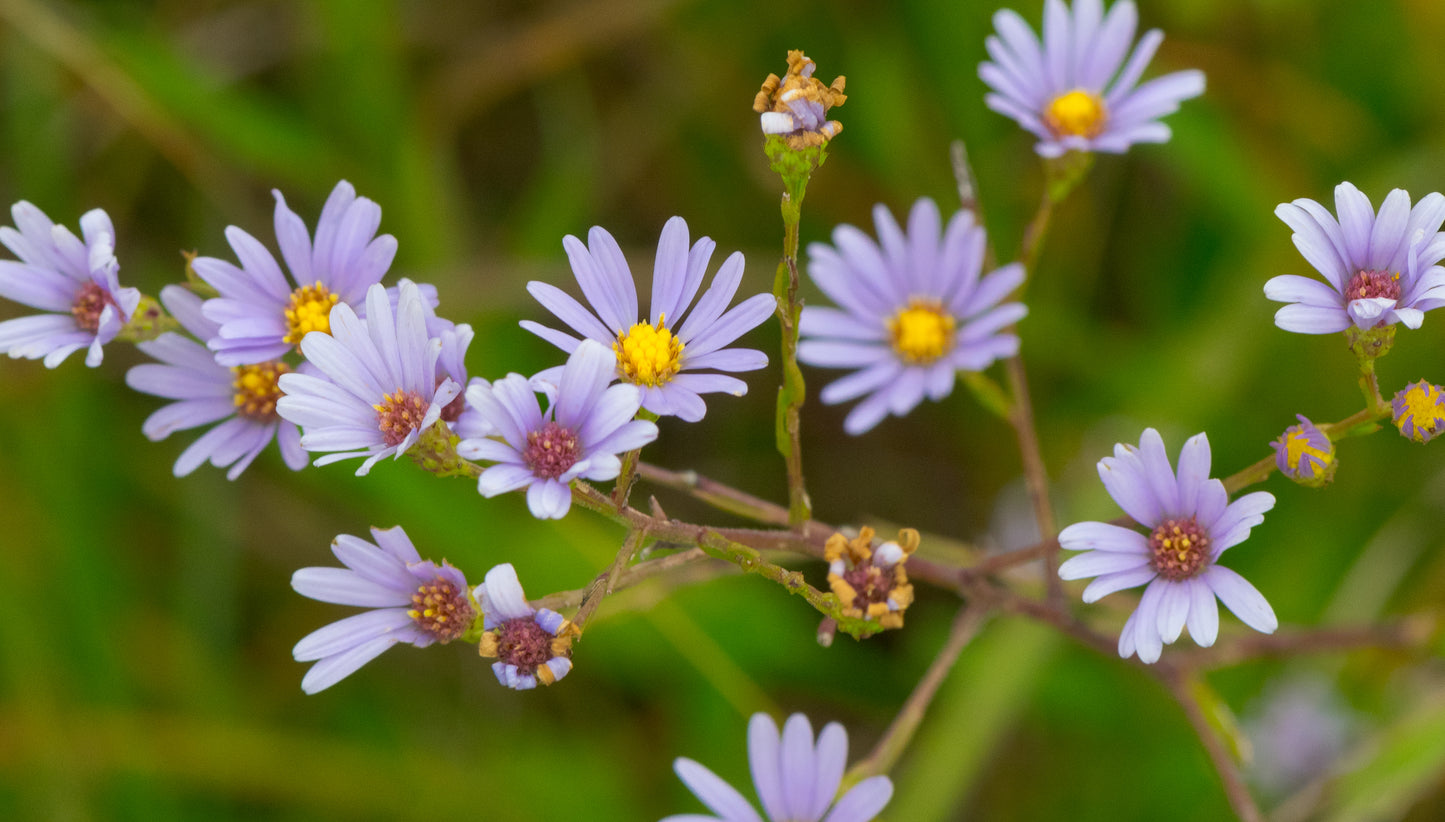 Symphyotrichum oolentangiense