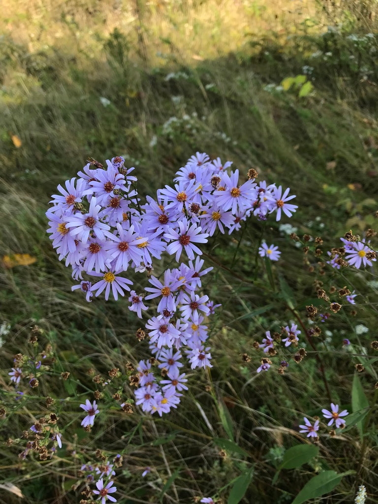 Symphyotrichum oolentangiense