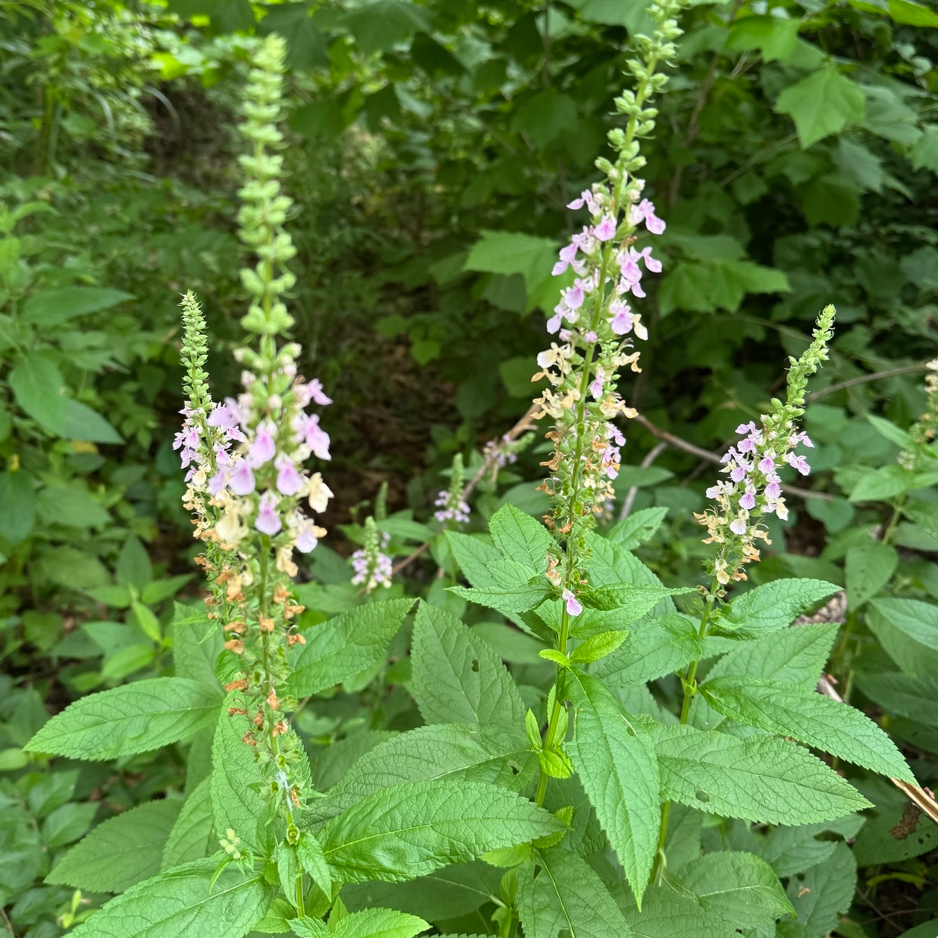 Teucrium canadense