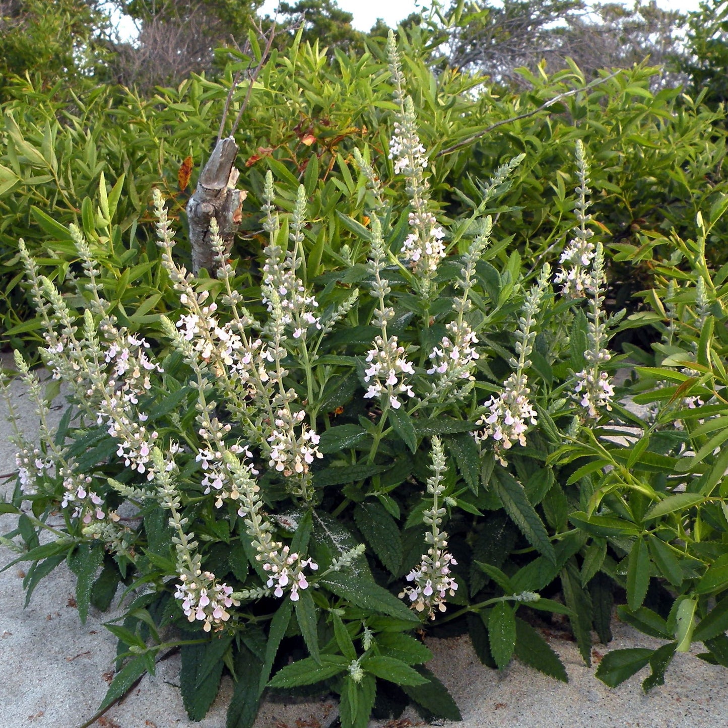 Teucrium canadense