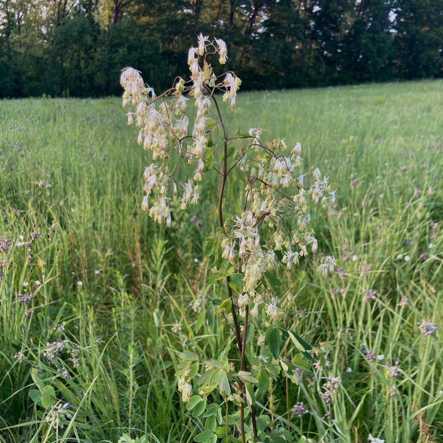 Thalictrum dasycarpum