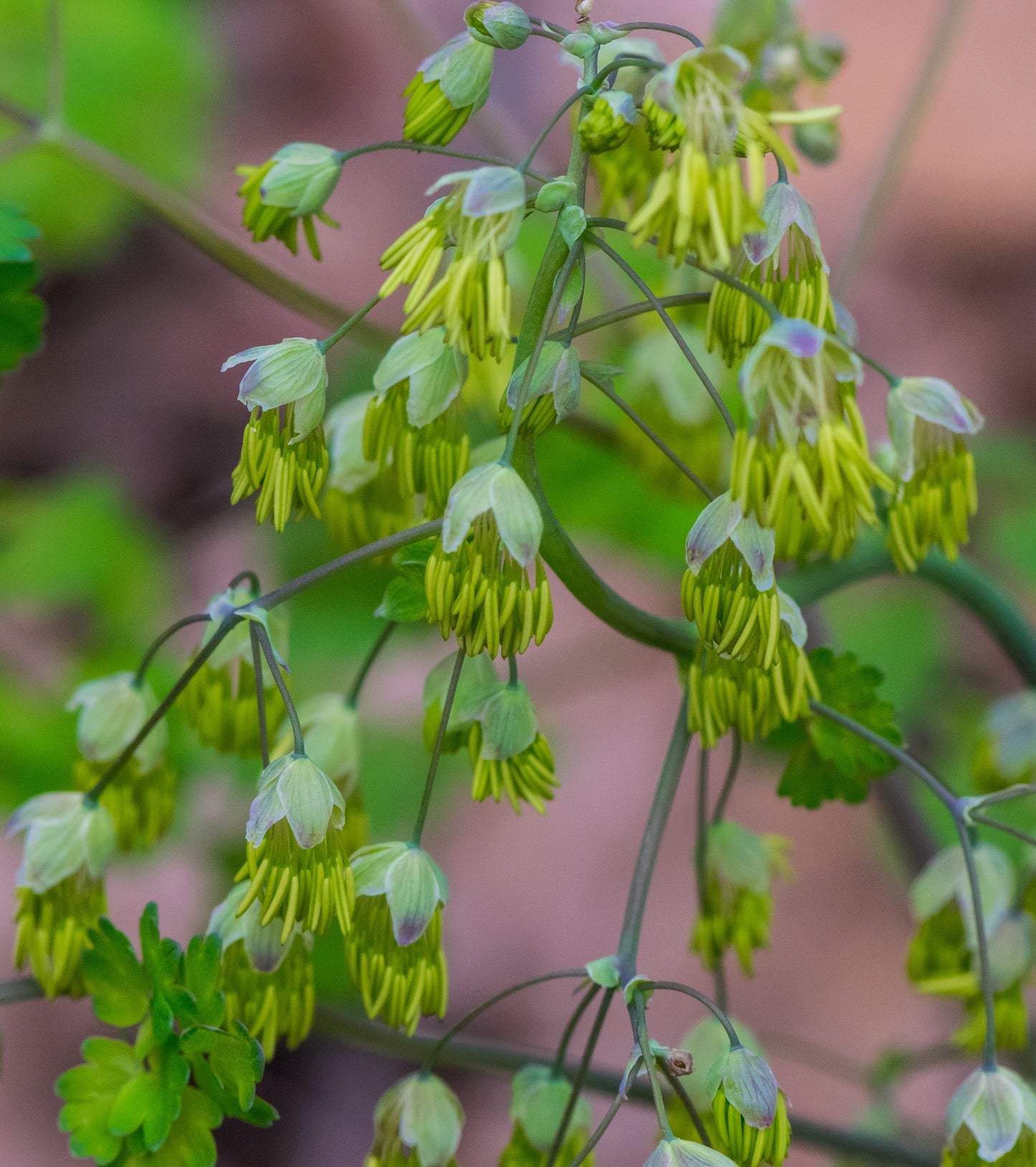 Thalictrum dioicum