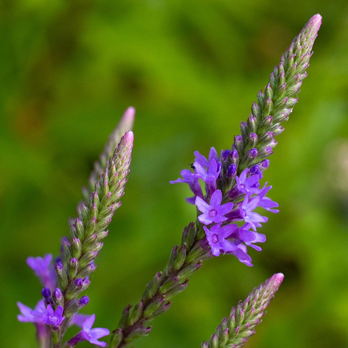 Verbena hastata