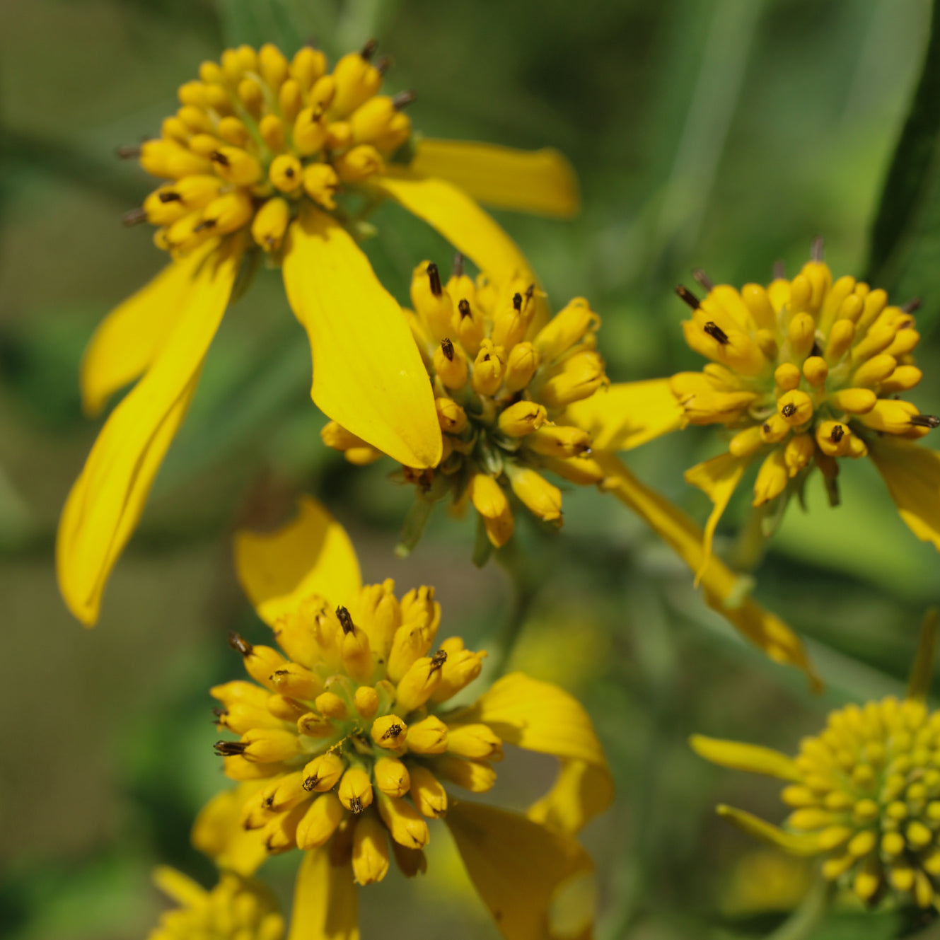 Verbesina alternifolia