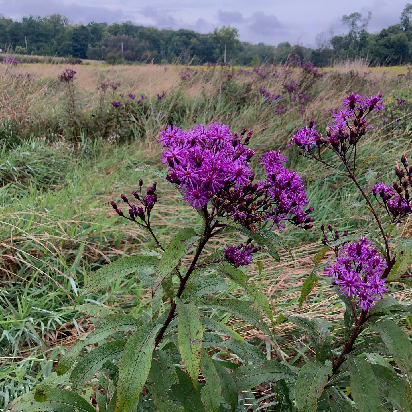 Vernonia gigantea