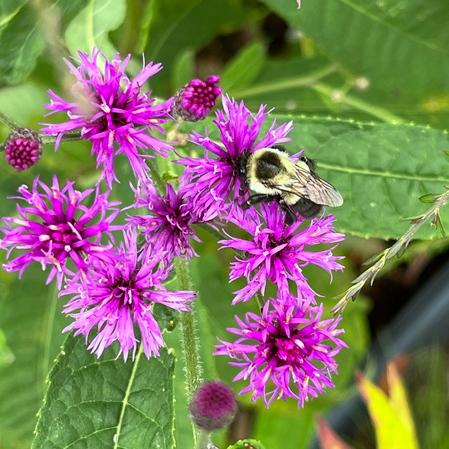 Vernonia gigantea