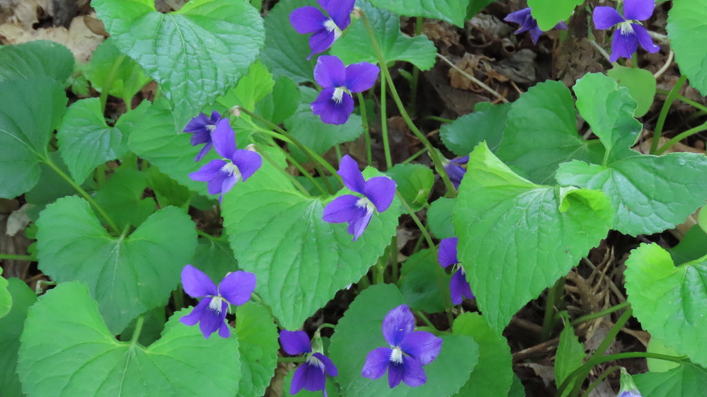 Viola sororia
